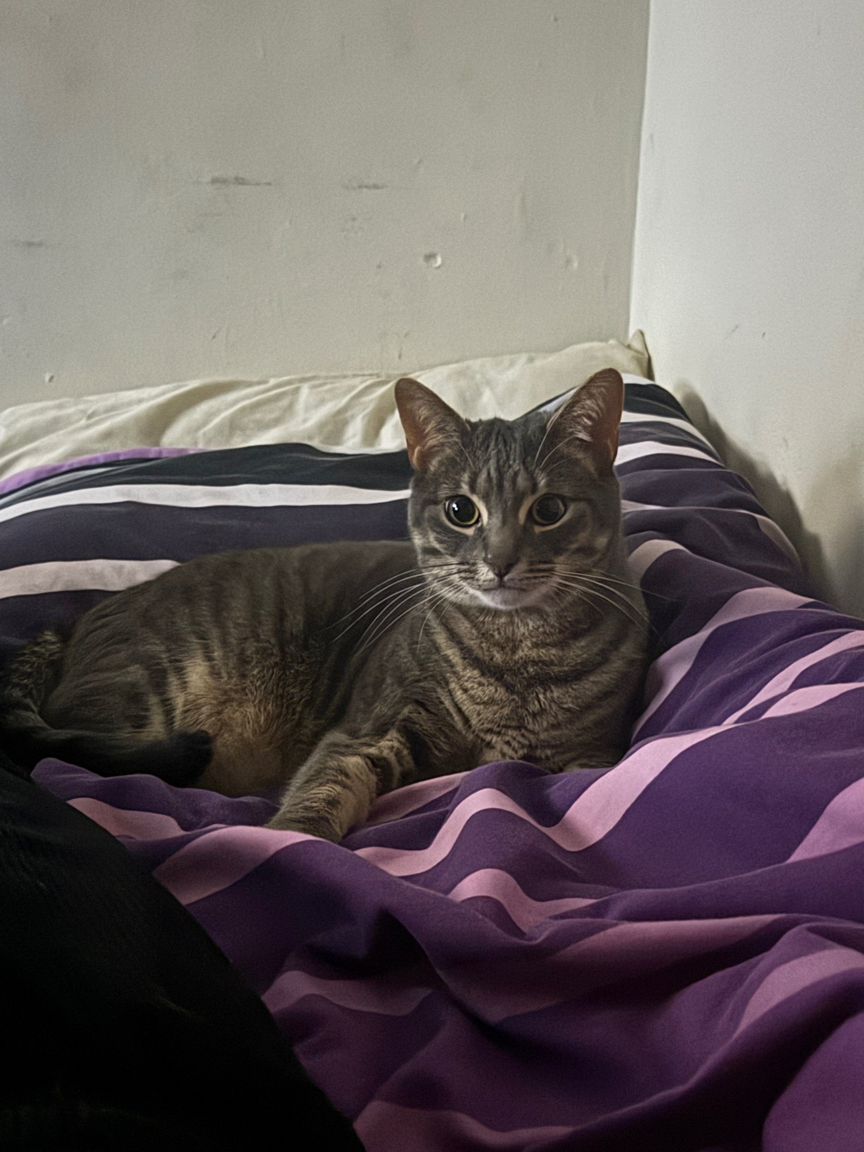 Feline Vet Bills campaign photo, 2 of 7