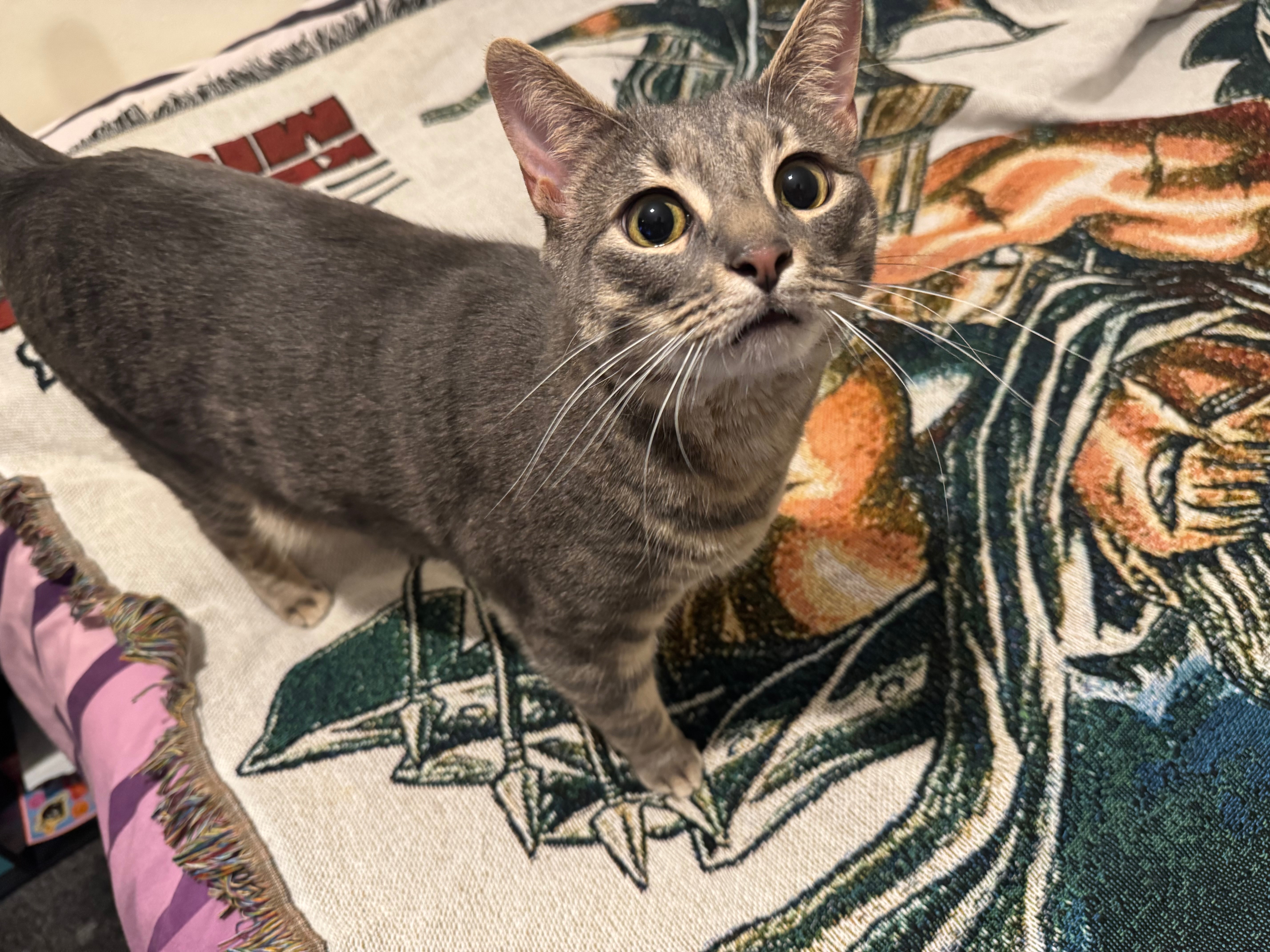 Feline Vet Bills campaign photo, 5 of 7