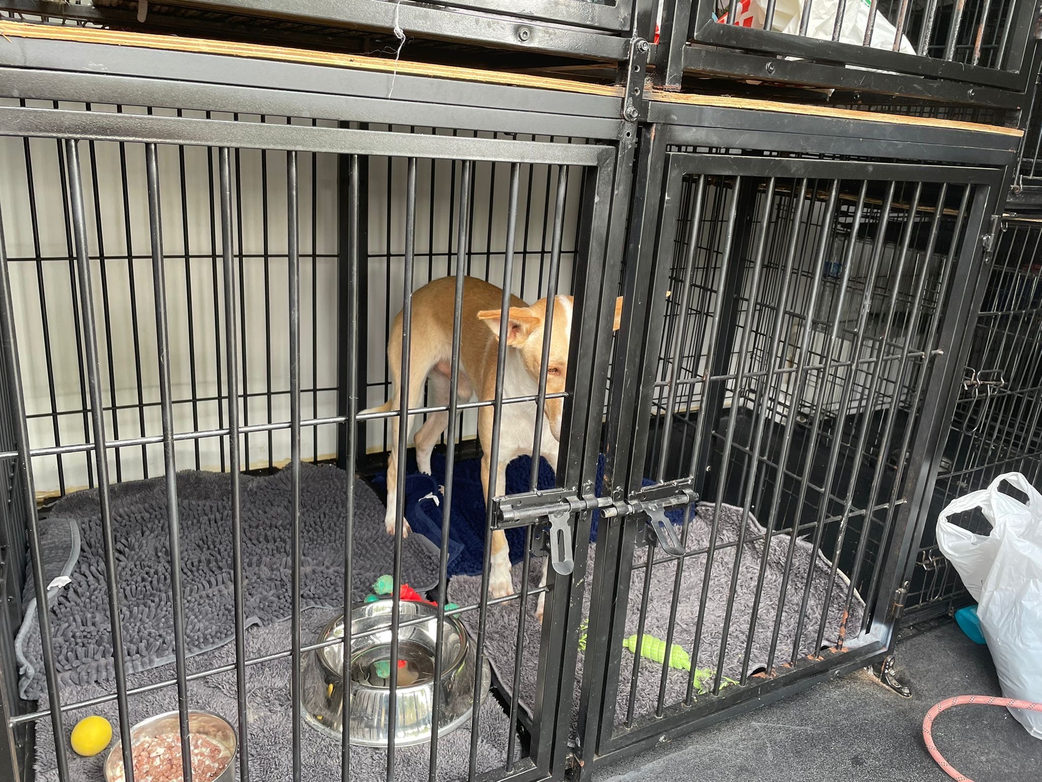 Rescue Kittens & Puppies Held By Border Control at Dover campaign photo, 6 of 7