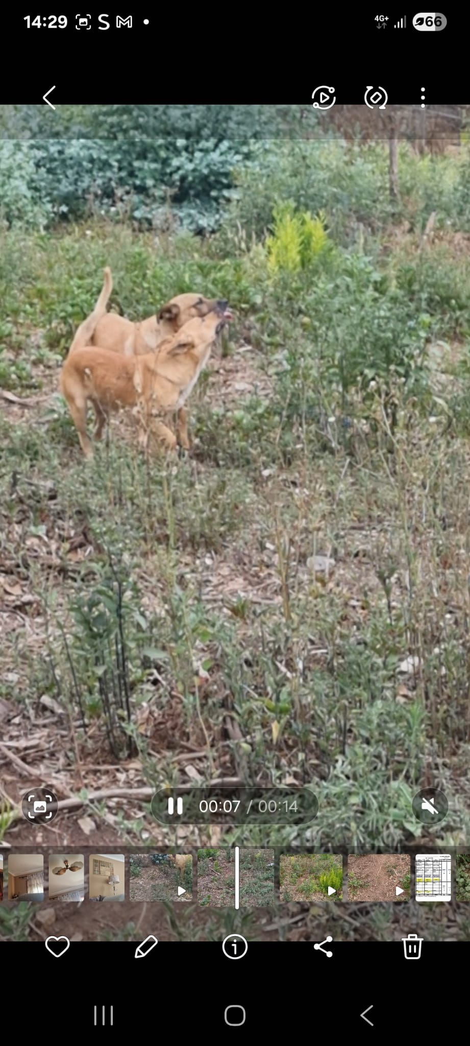 Capture and Neuter Pack of Stray Dogs campaign photo, 4 of 8