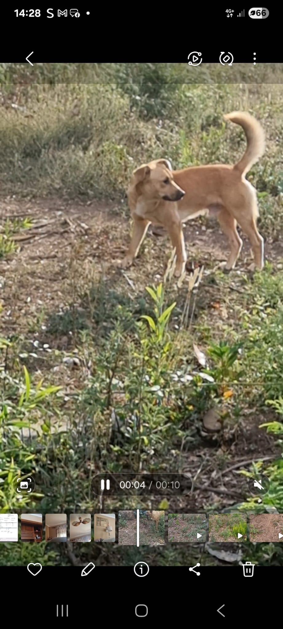 Capture and Neuter Pack of Stray Dogs campaign photo, 5 of 8