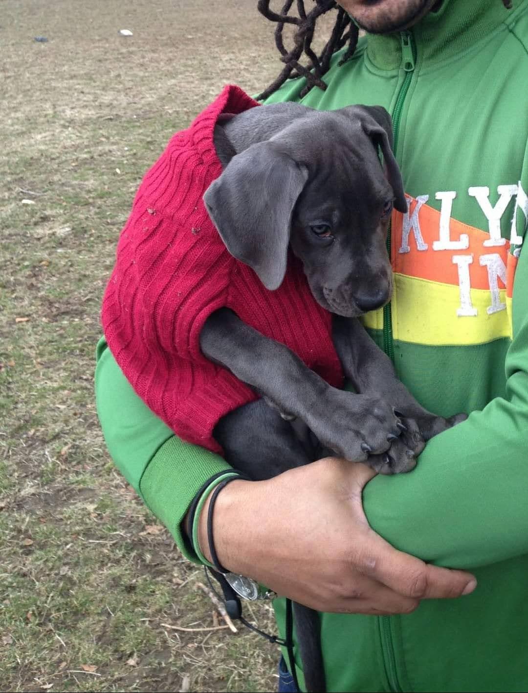 Help Me Say Goodbye to Ms. Phylis Wheatley...my Great Dane campaign photo, 6 of 7