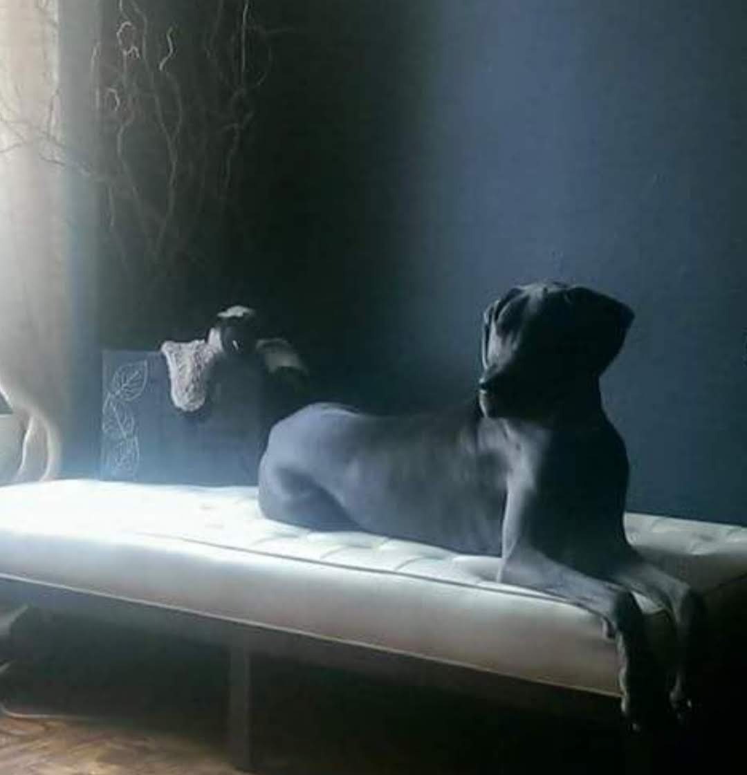 Help Me Say Goodbye to Ms. Phylis Wheatley...my Great Dane campaign photo, 5 of 7
