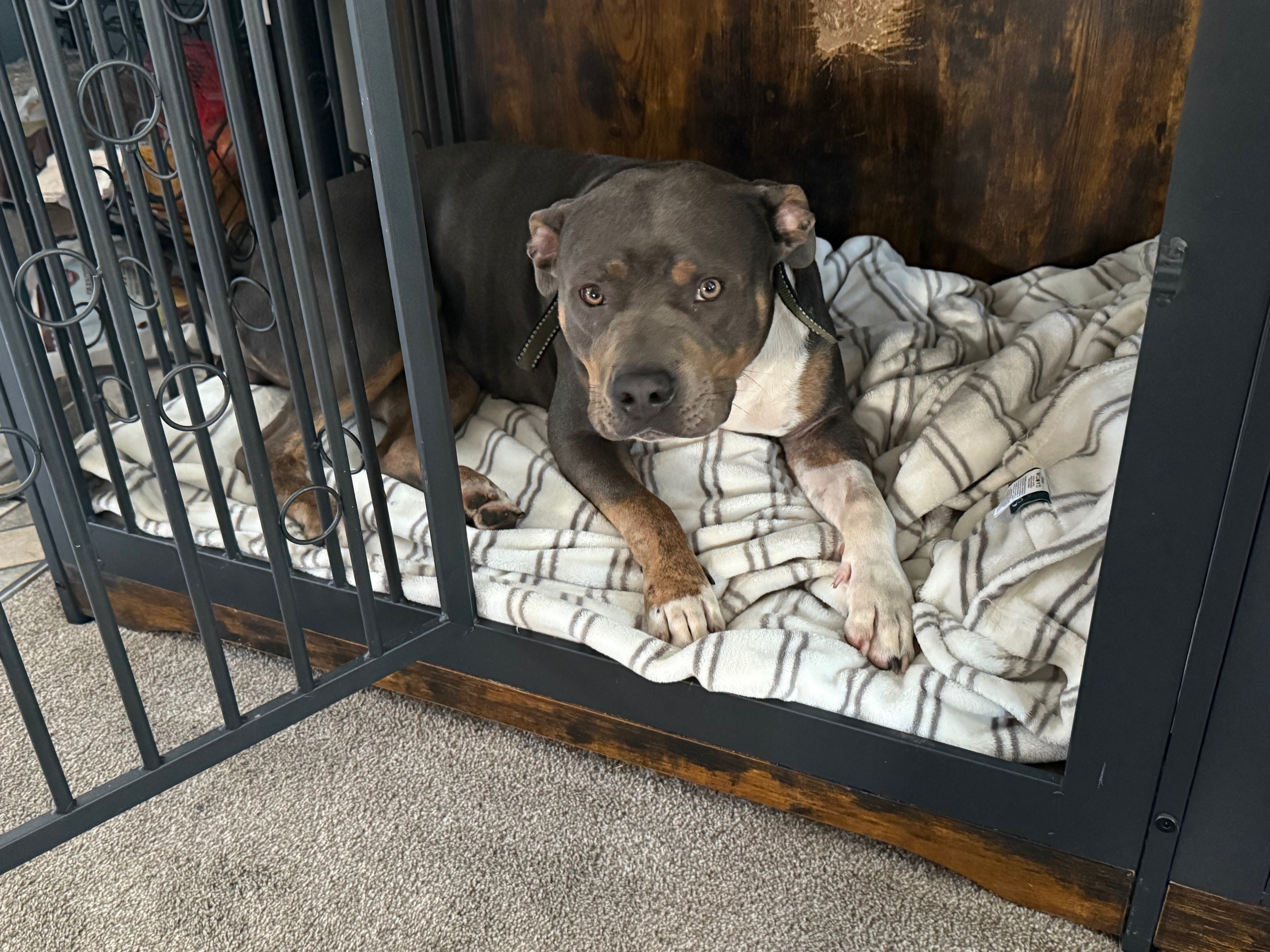 Support Pearl's Surgery and Healing Journey campaign photo, 2 of 4