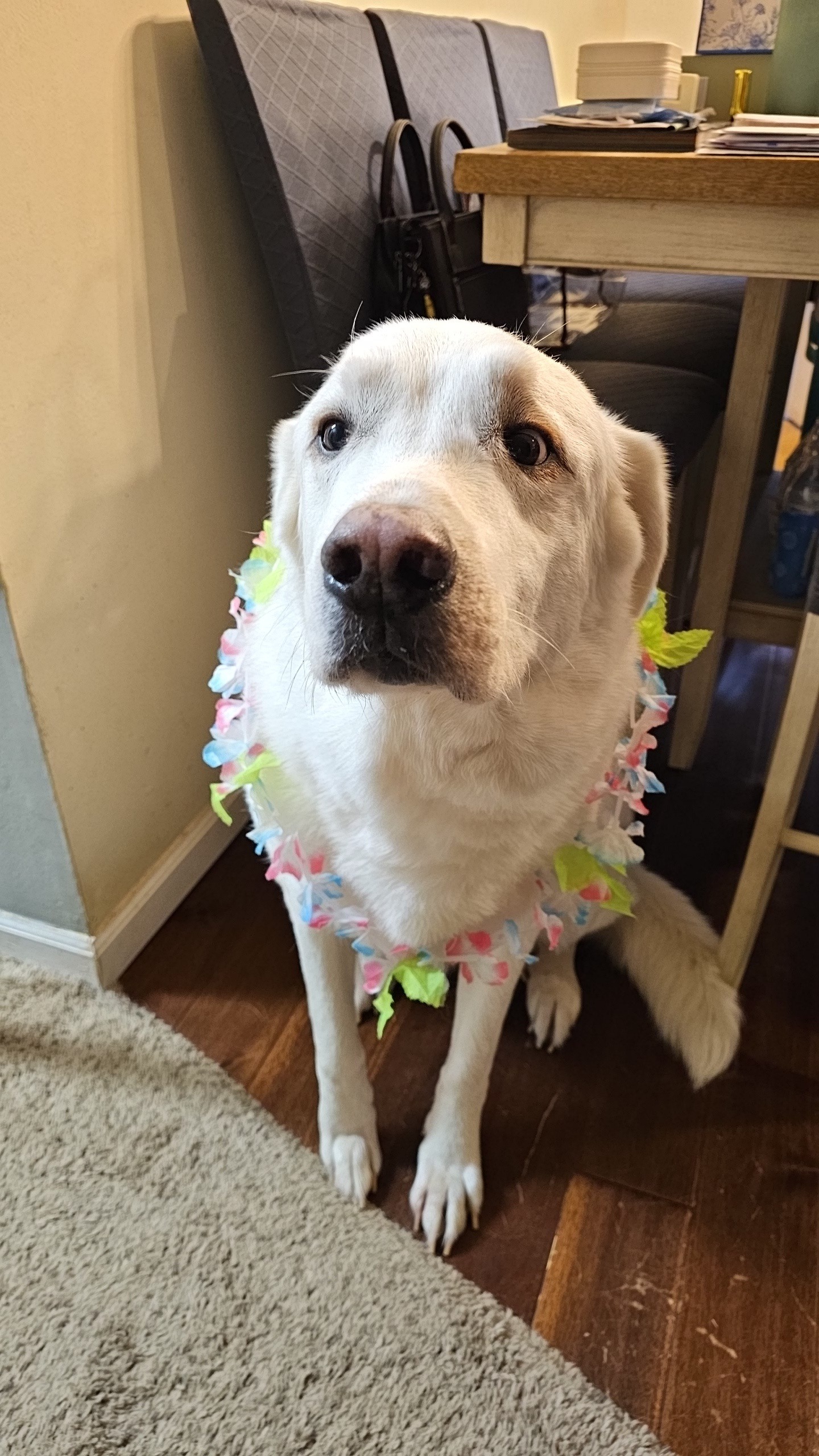 Give Hank a Chance: Surgery Fundraiser campaign photo, 2 of 8