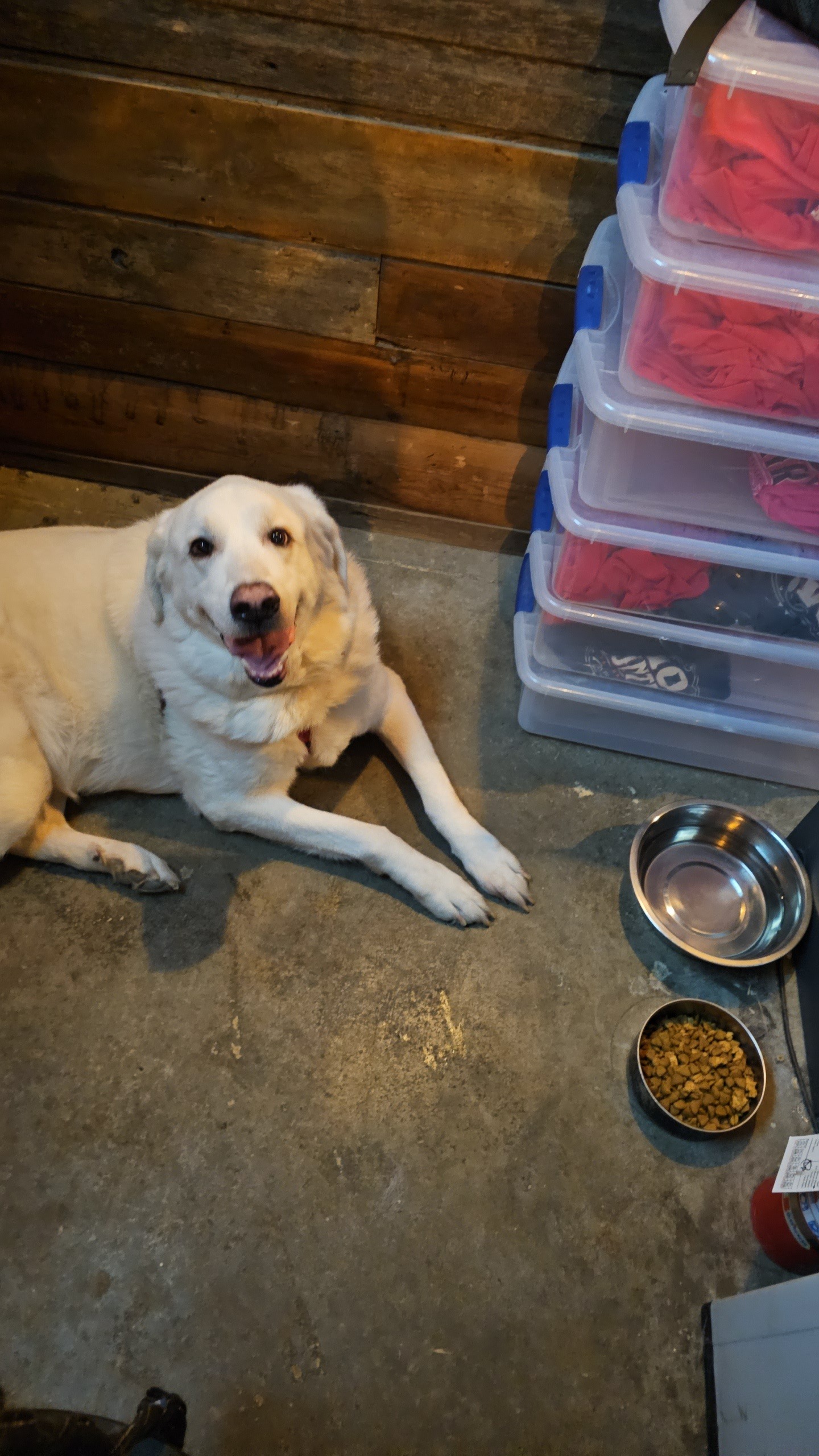 Give Hank a Chance: Surgery Fundraiser campaign photo, 5 of 8
