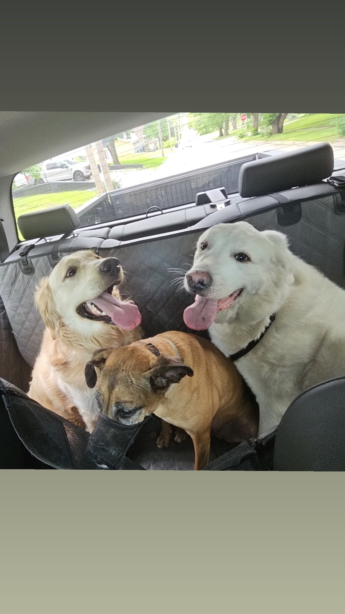 Give Hank a Chance: Surgery Fundraiser campaign photo, 4 of 8