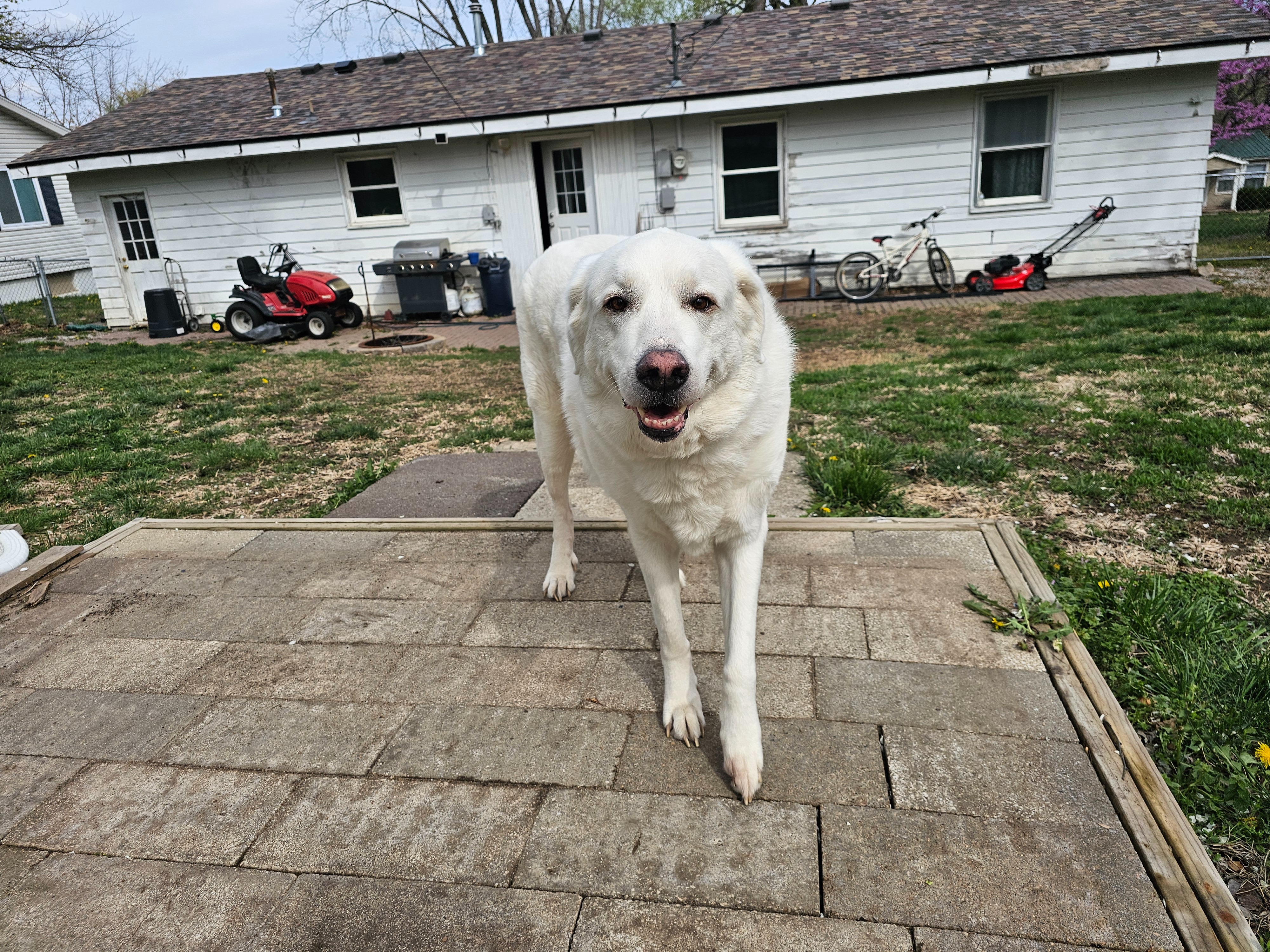 Give Hank a Chance: Surgery Fundraiser campaign photo, 6 of 8