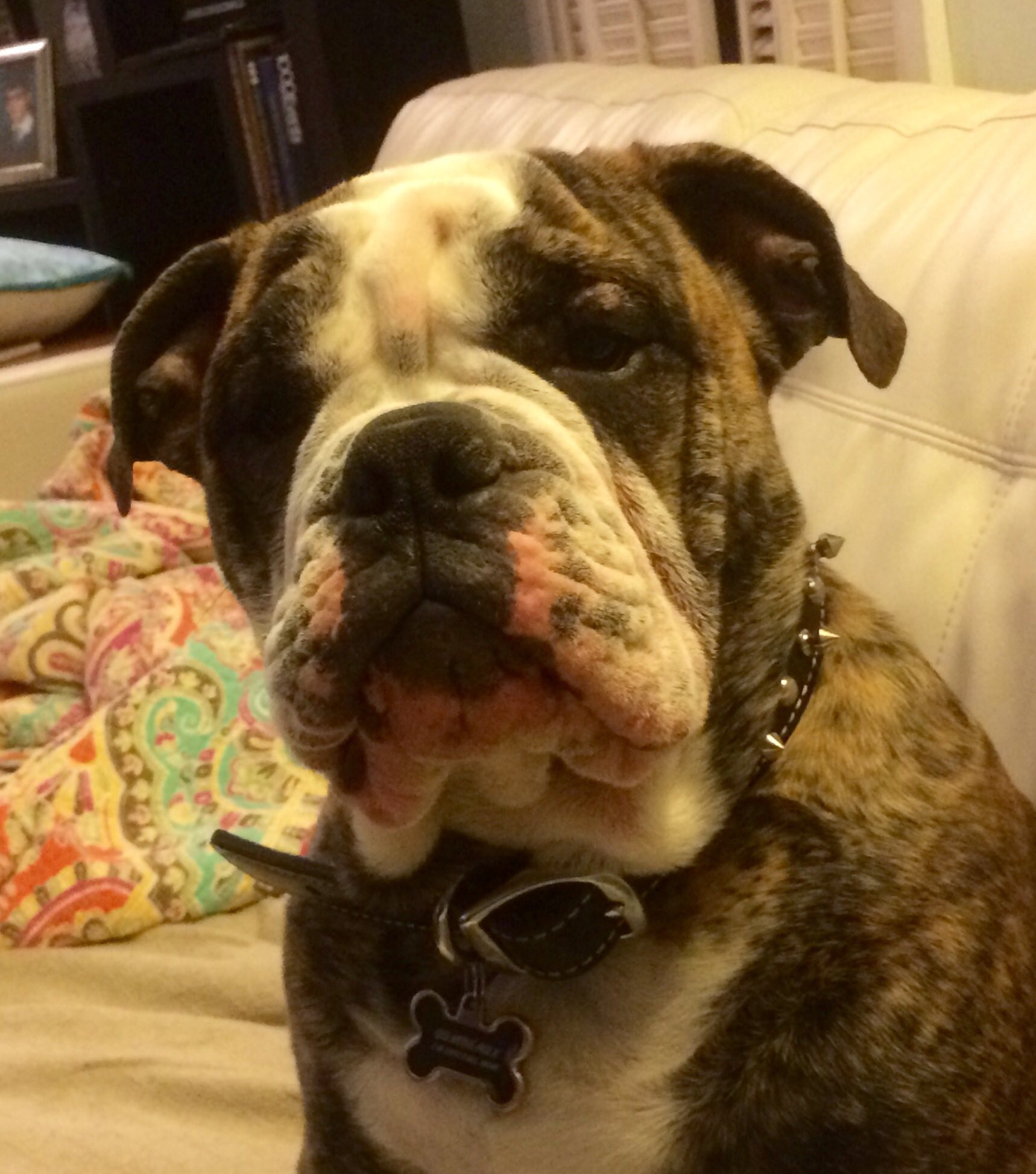 Help HoboNicole with Vet Expenses for Gumbeaux campaign photo, 4 of 8