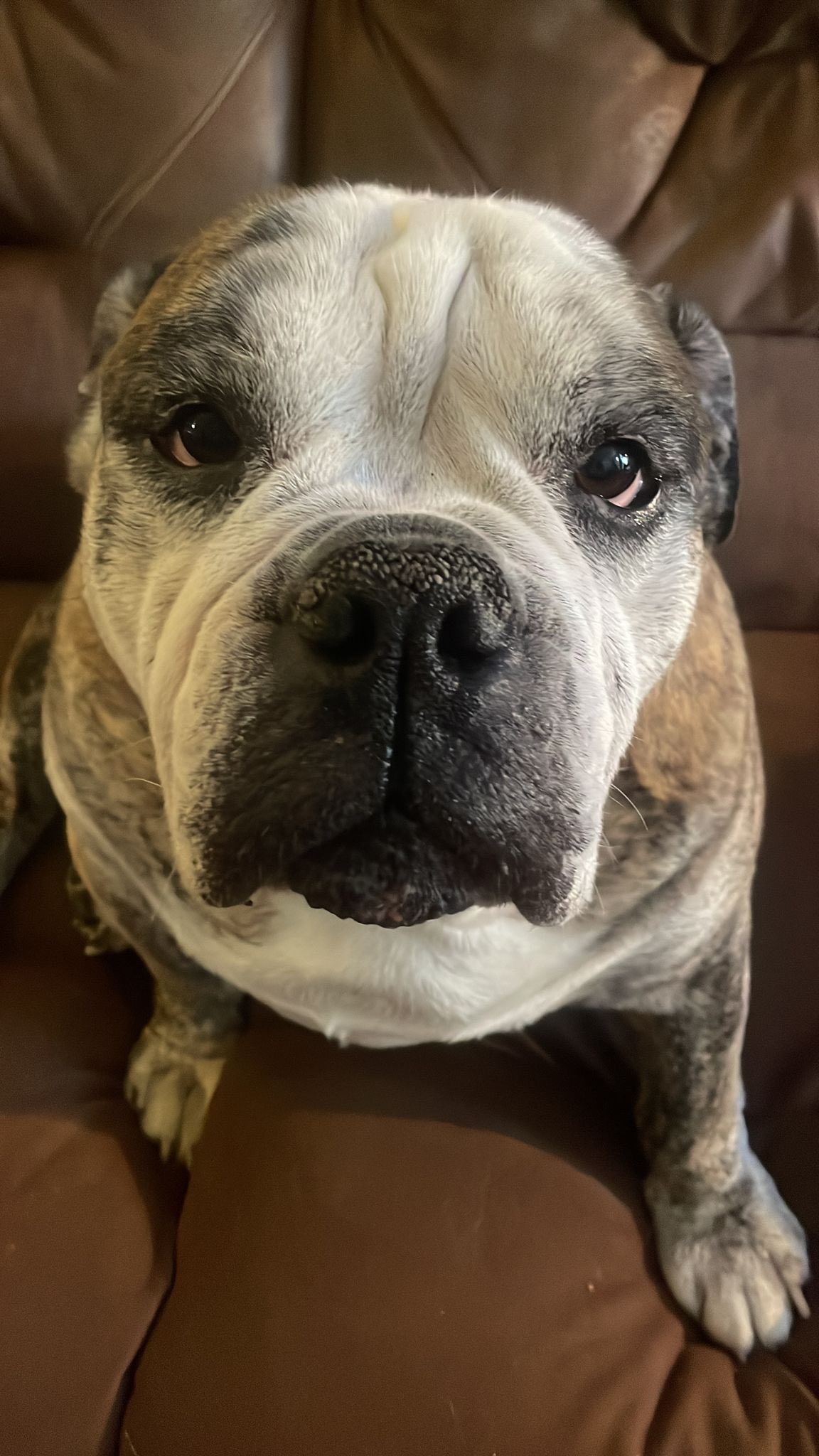 Help HoboNicole with Vet Expenses for Gumbeaux campaign photo, 6 of 8