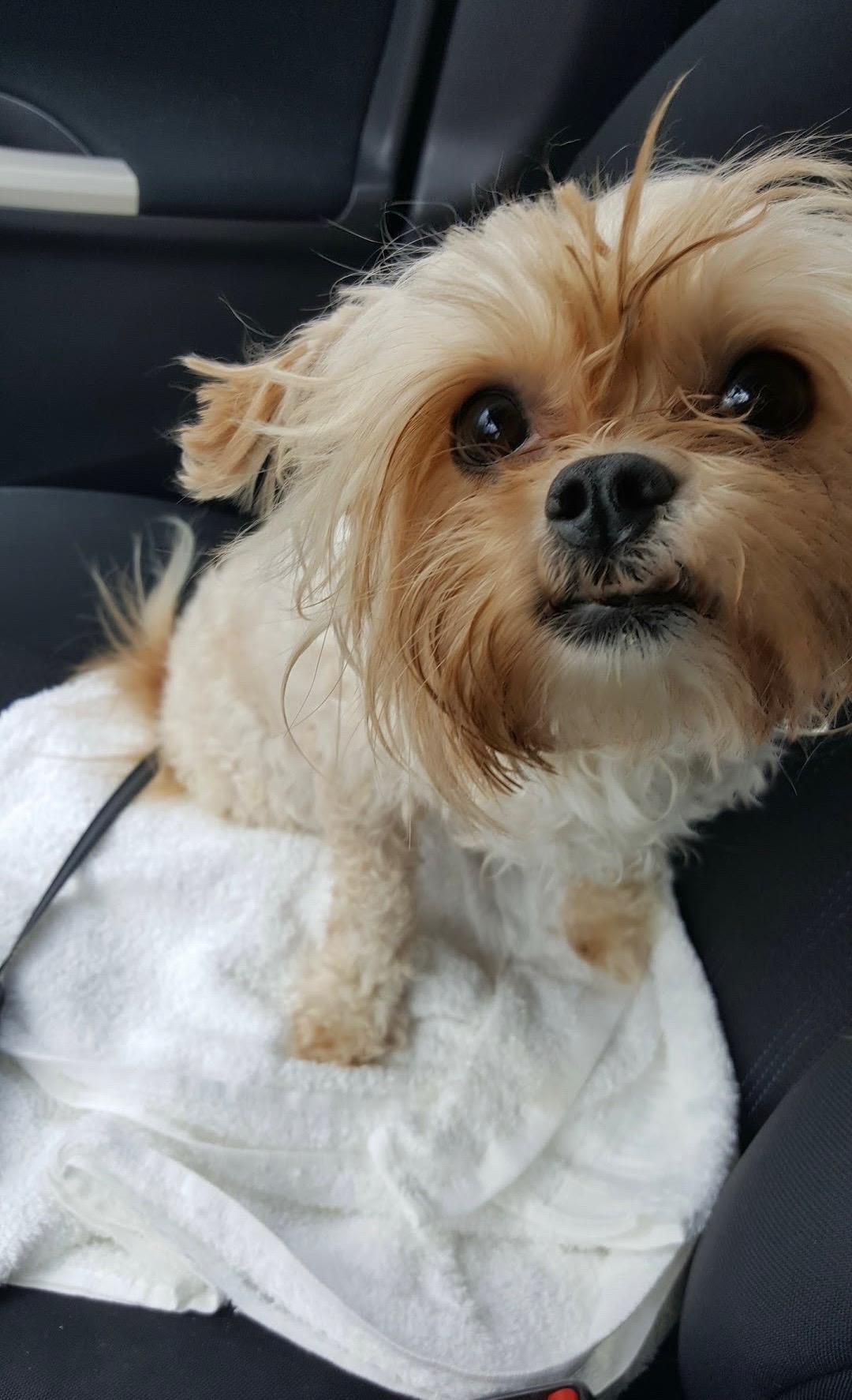Anakin and Lauryn’s Paw Wars Story: The Vet Saga campaign photo, 2 of 8