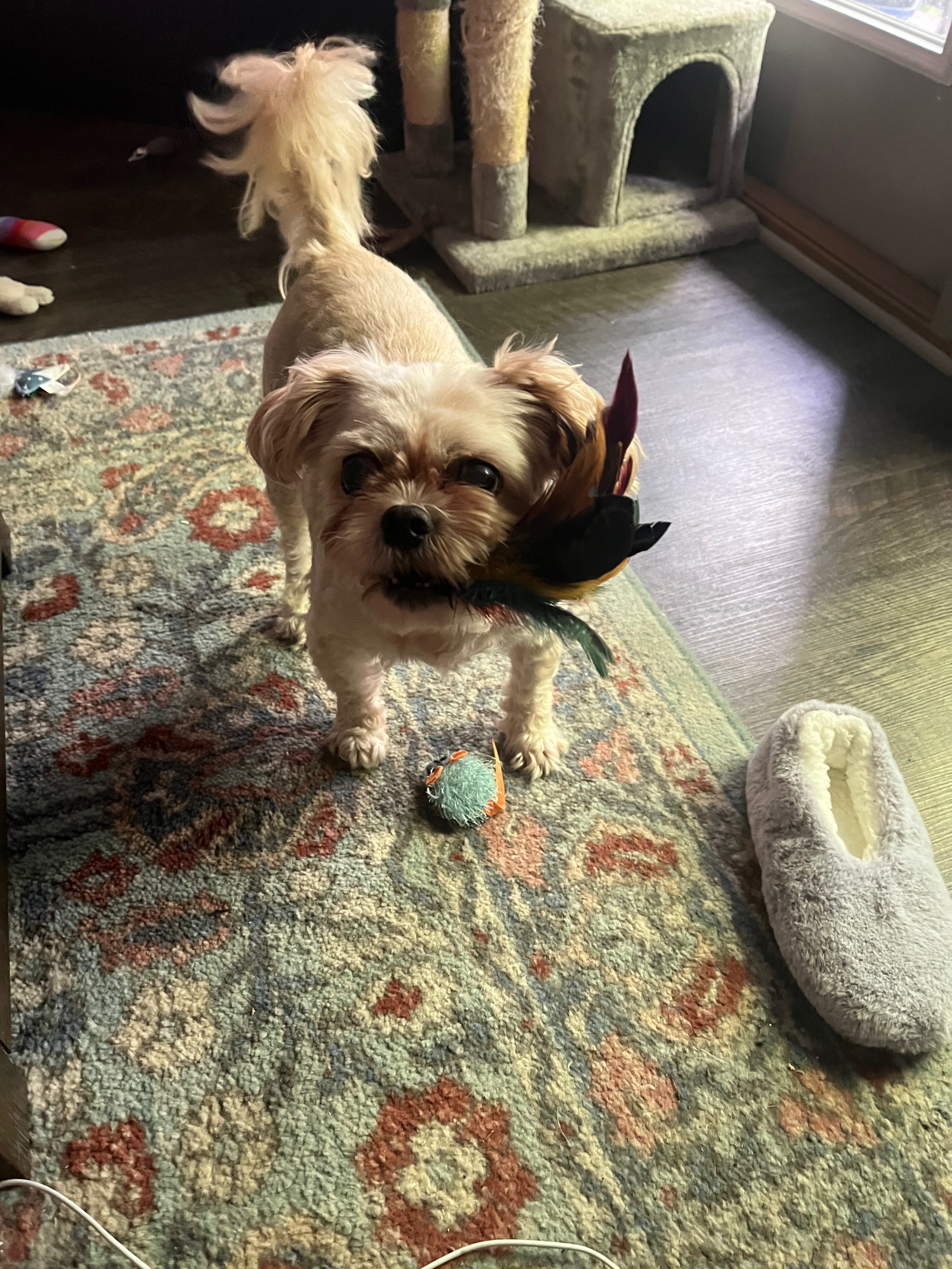 Anakin and Lauryn’s Paw Wars Story: The Vet Saga campaign photo, 6 of 8