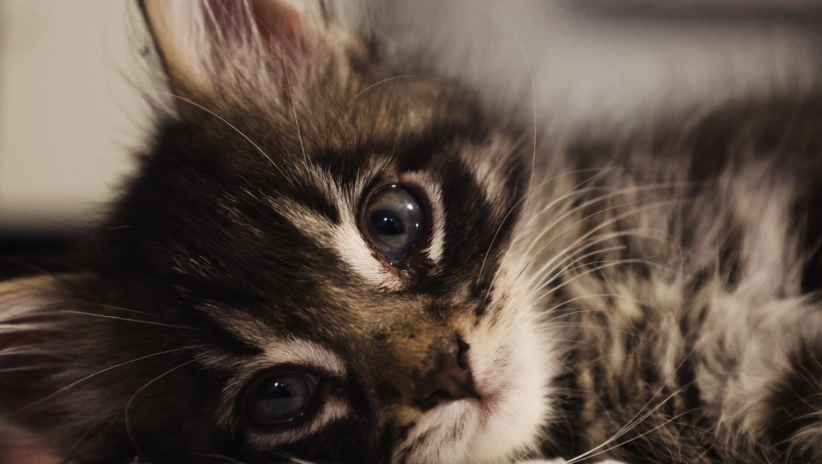 Support Milo's Life-Saving Surgery Costs