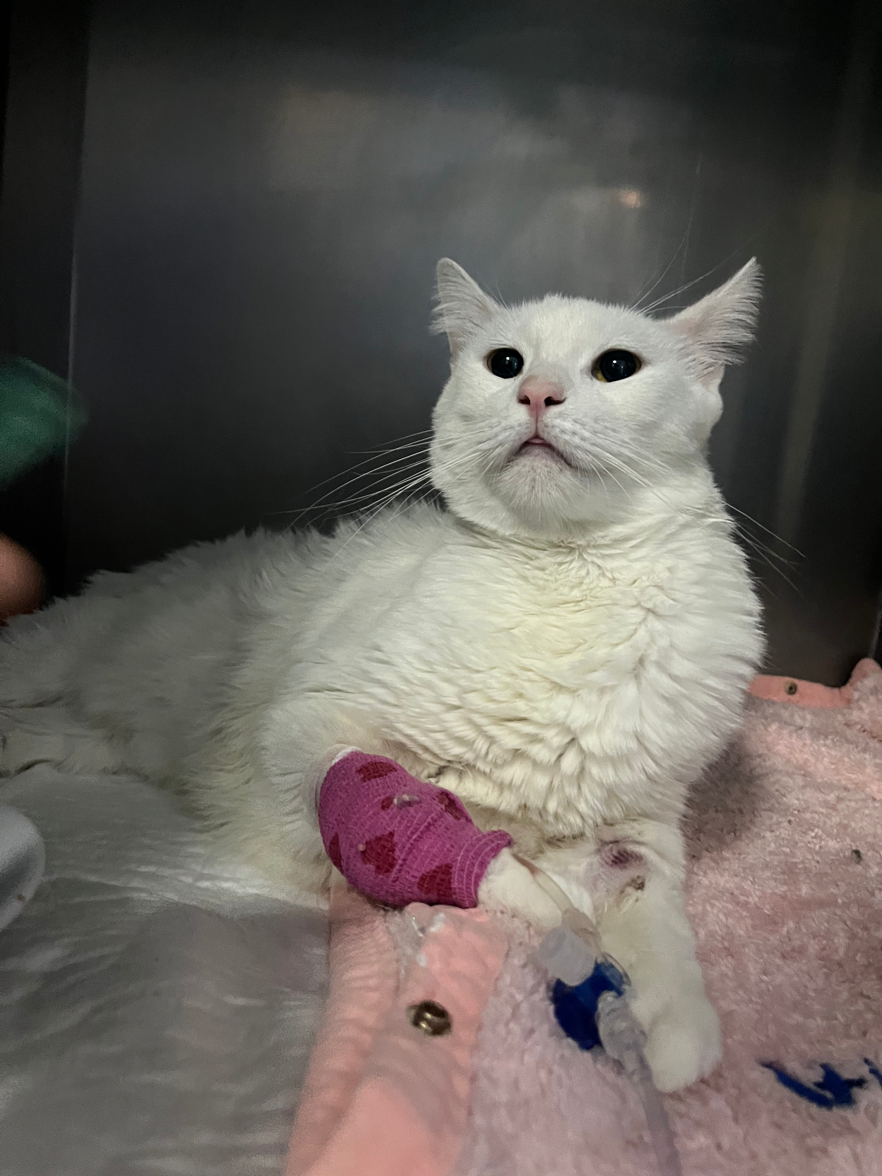 Murmur's Leg Surgery and Heart Treatment campaign photo, 7 of 8