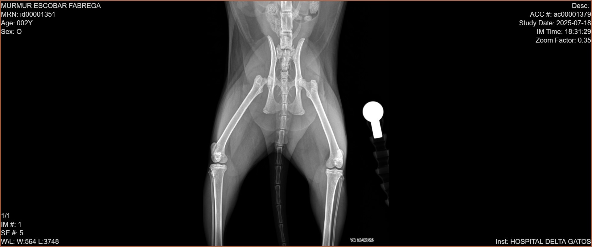Murmur's Leg Surgery and Heart Treatment campaign photo, 2 of 8