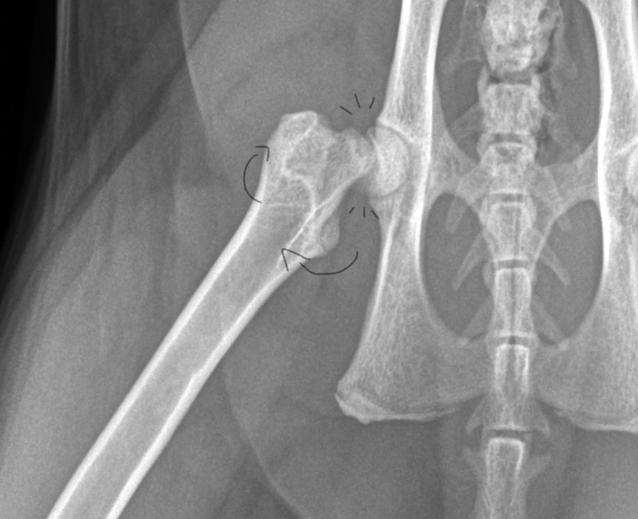 Murmur's Leg Surgery and Heart Treatment campaign photo, 5 of 8