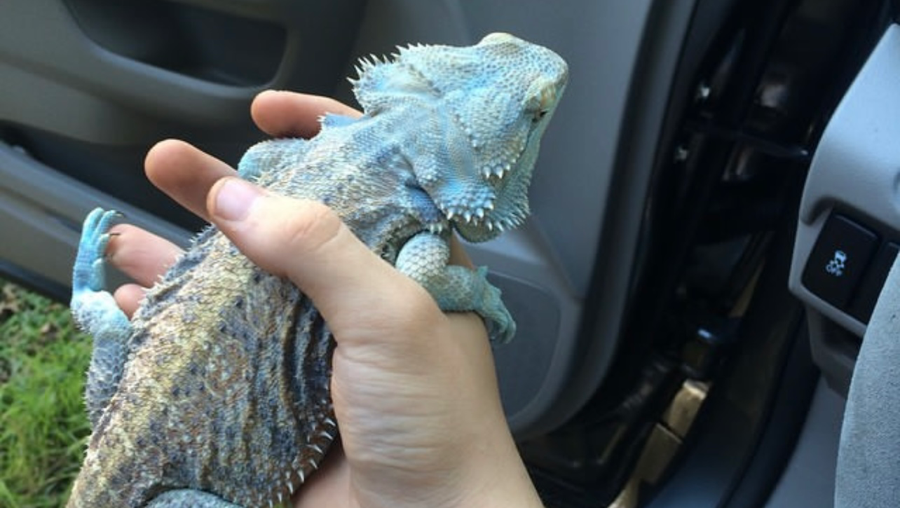 Support Tre's Passion for Rare Animals photo