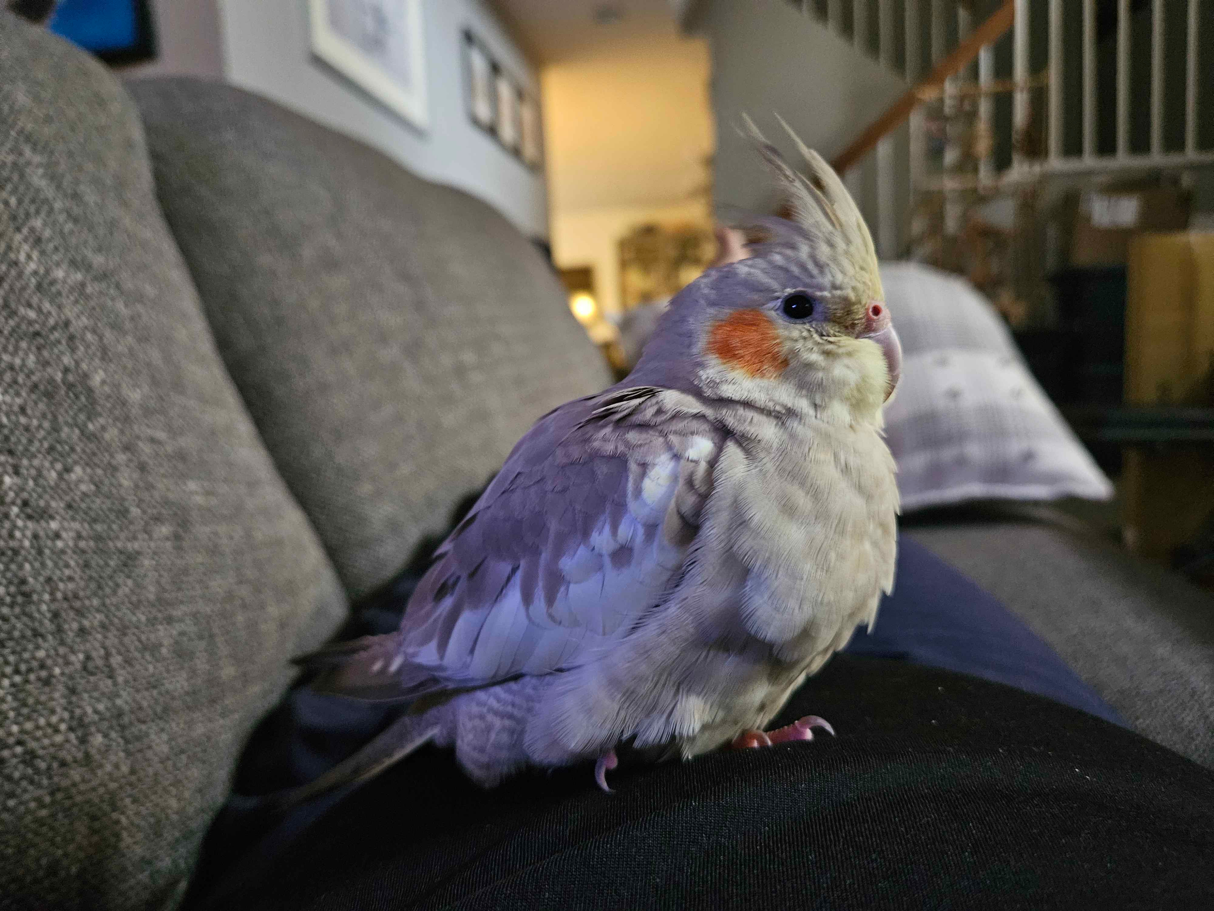 A Fresh Start with a New Cockatiel campaign photo, 2 of 3