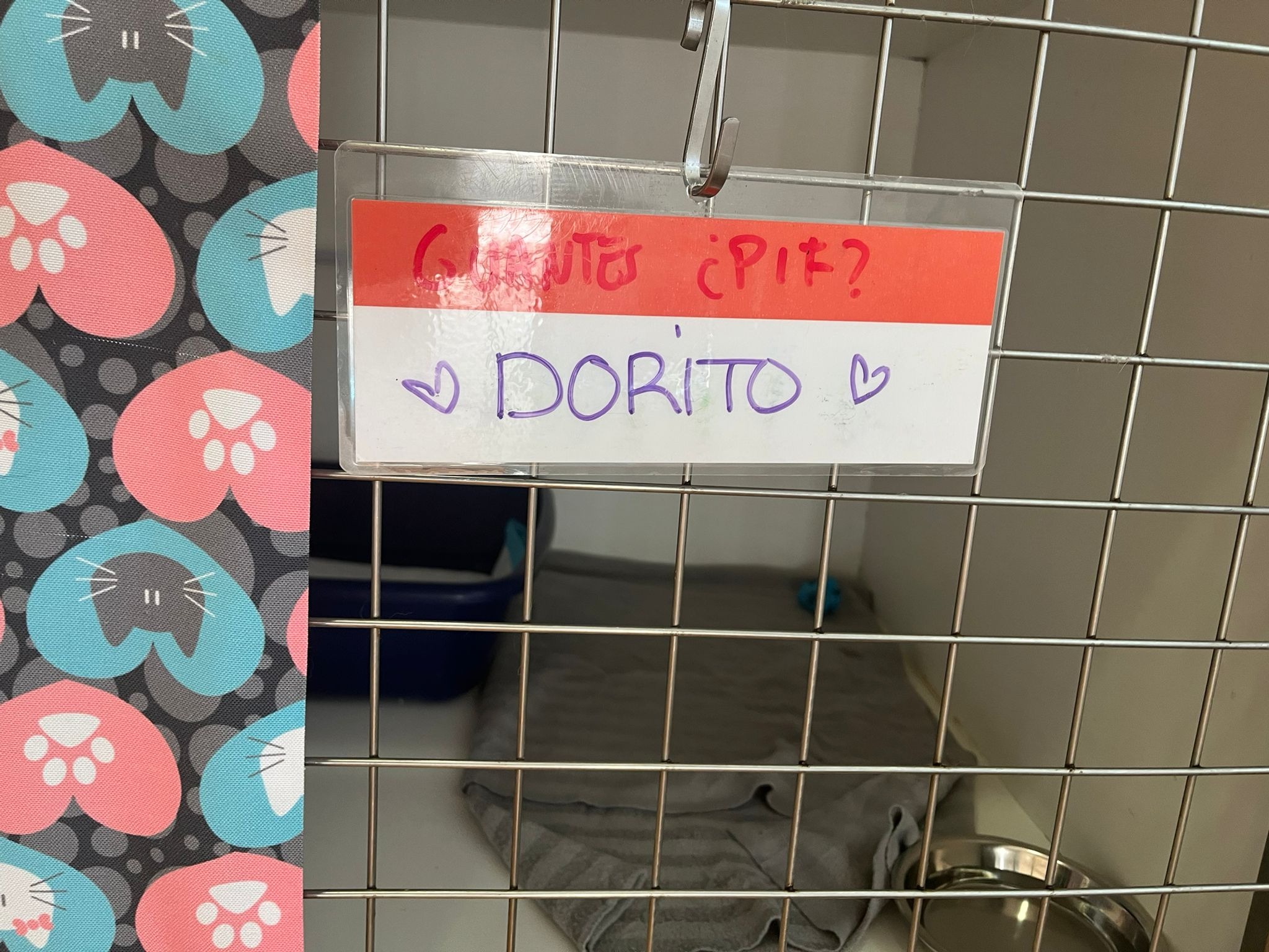  Ayuda para tratar a Dorito: luchando contra el PIF felino campaign photo, 2 of 7