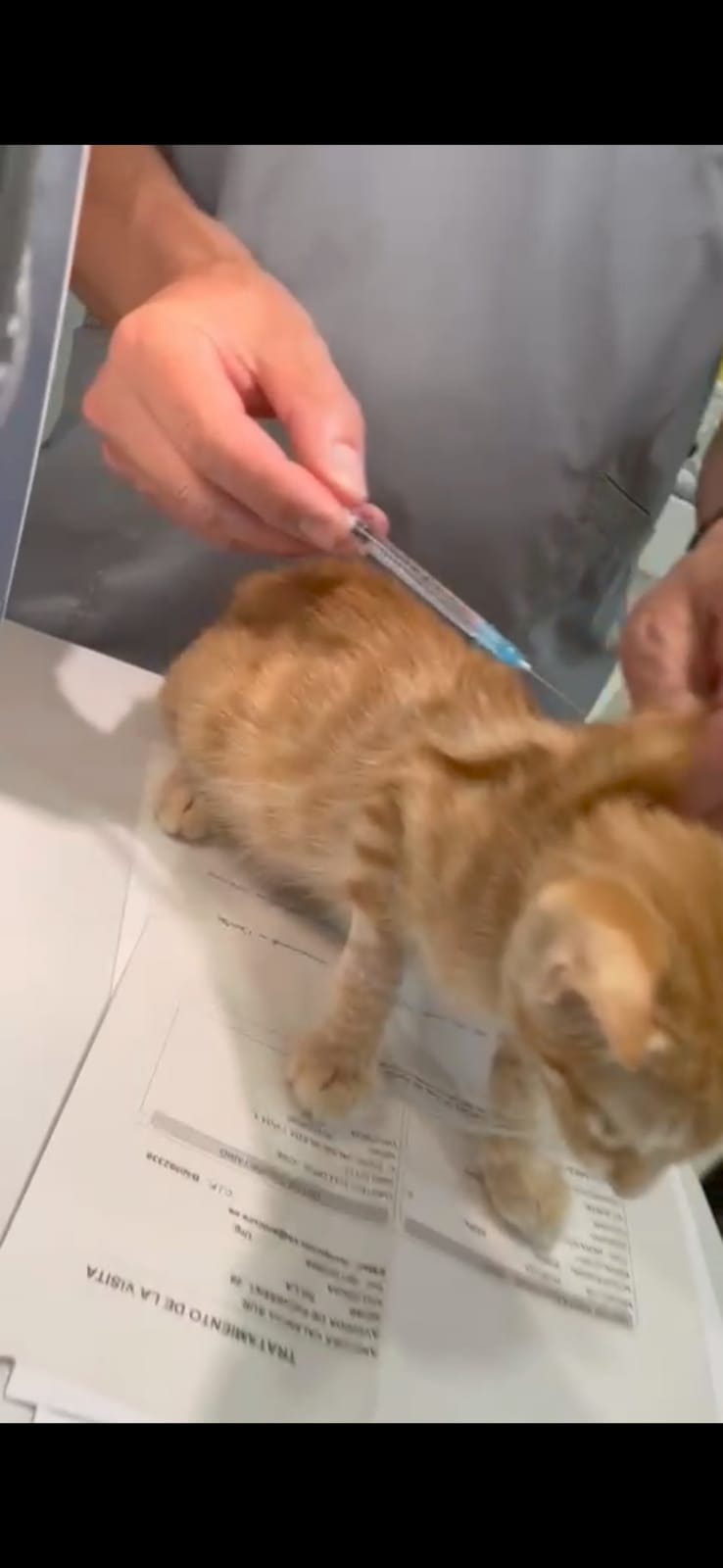  Ayuda para tratar a Dorito: luchando contra el PIF felino campaign photo, 6 of 7