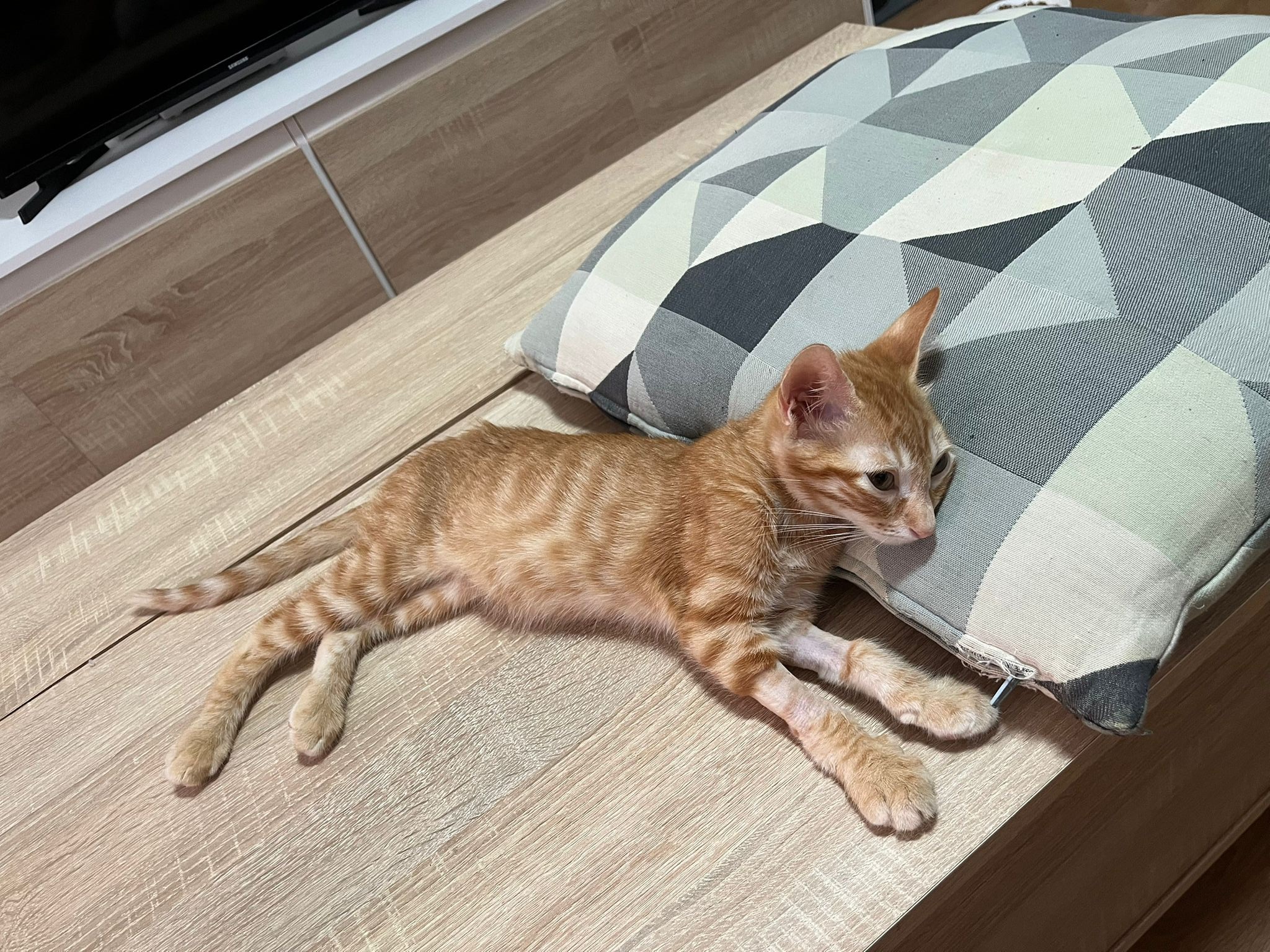  Ayuda para tratar a Dorito: luchando contra el PIF felino campaign photo, 4 of 7