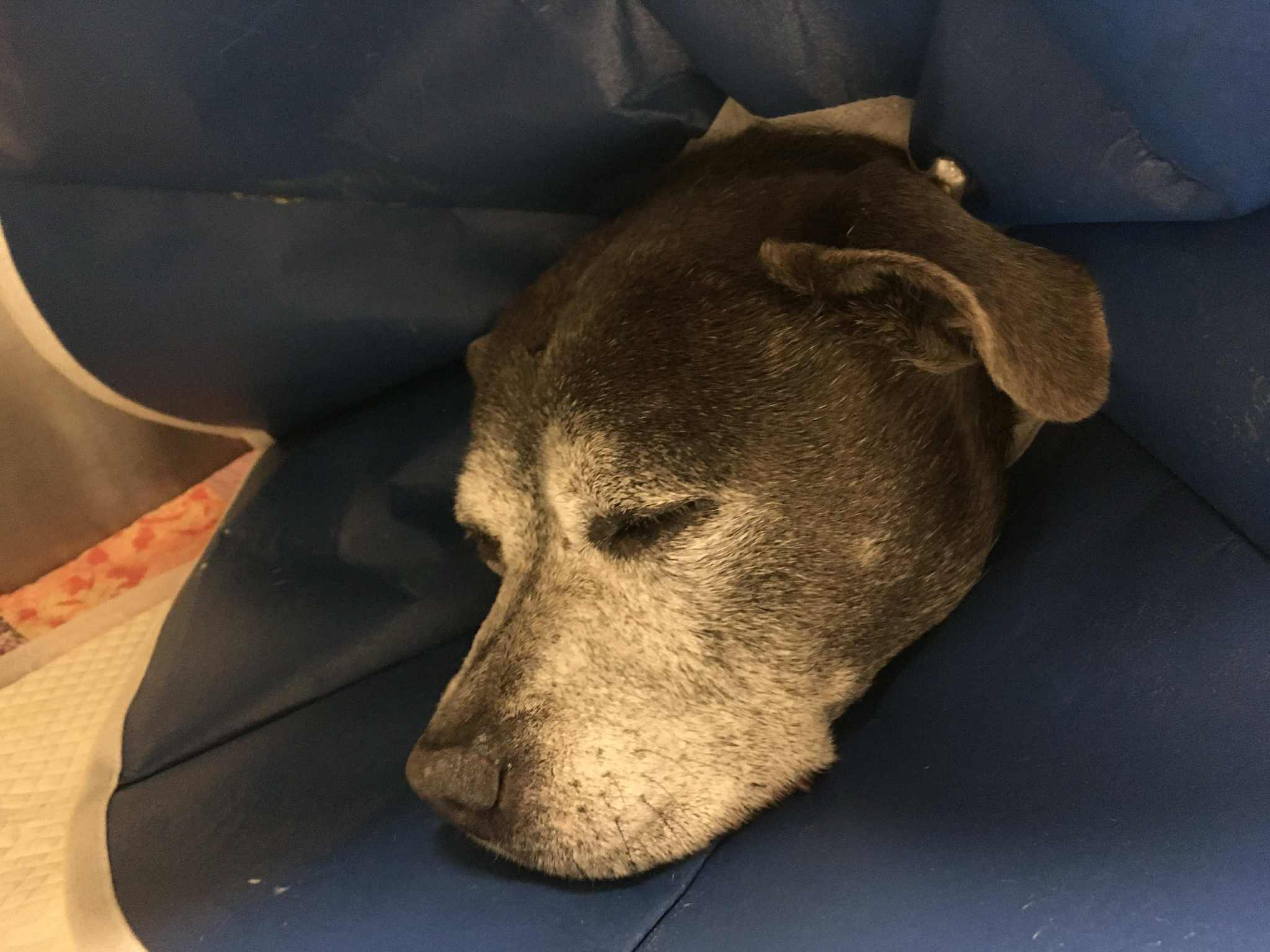 Help Anicha Save Her Beloved Dog campaign photo, 4 of 8
