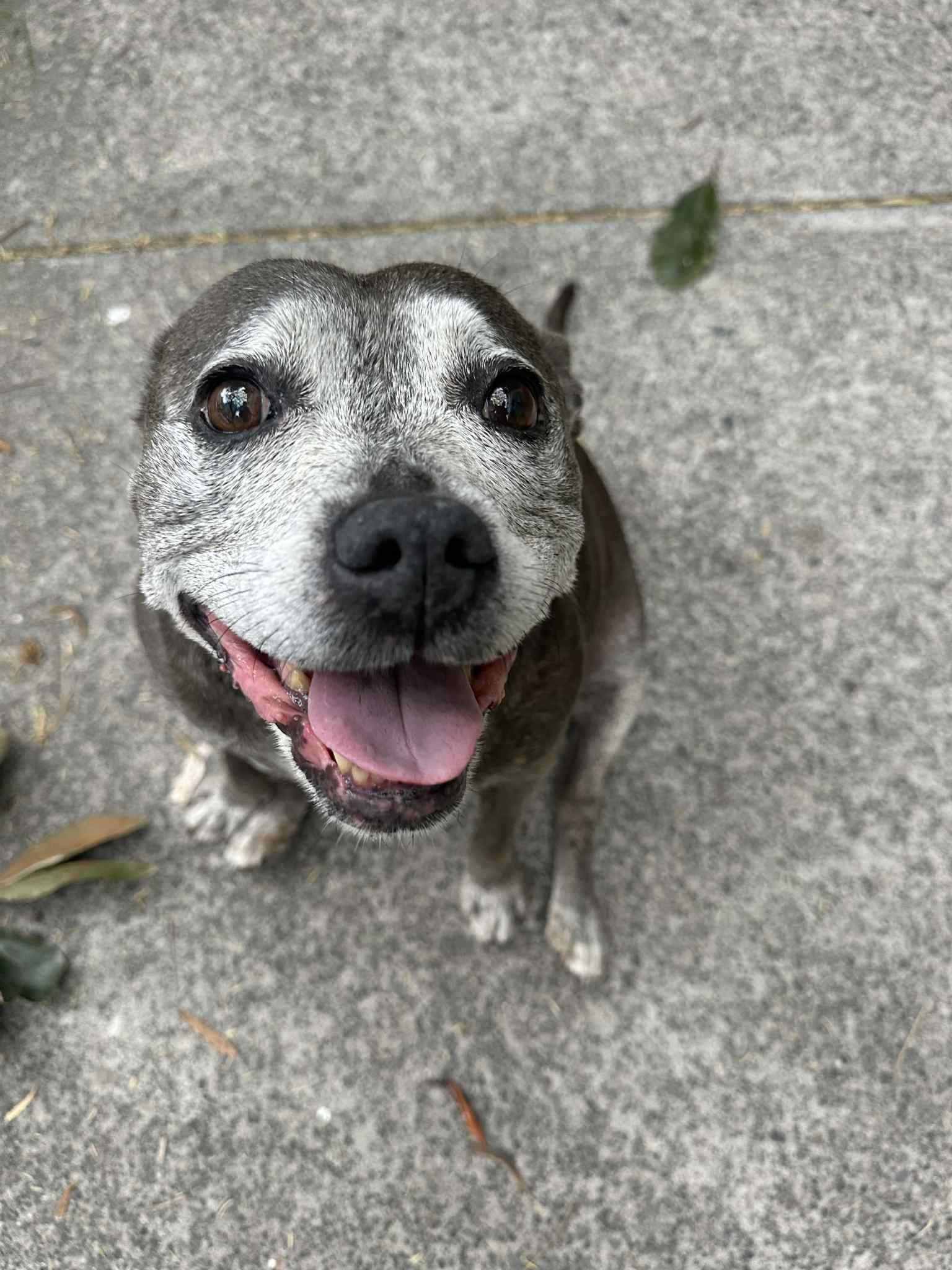 Help Anicha Save Her Beloved Dog campaign photo, 6 of 8