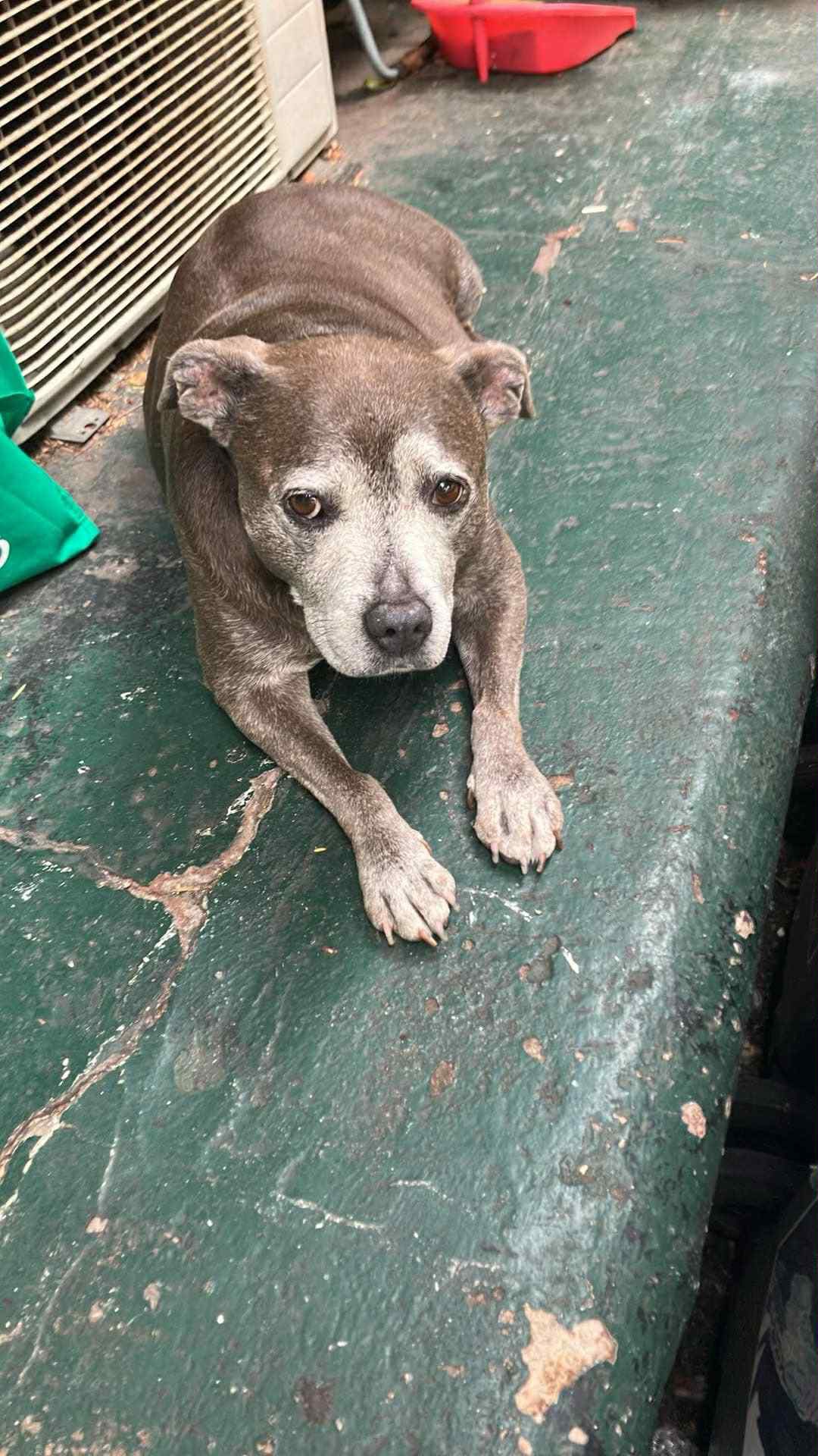 Help Anicha Save Her Beloved Dog campaign photo, 5 of 8