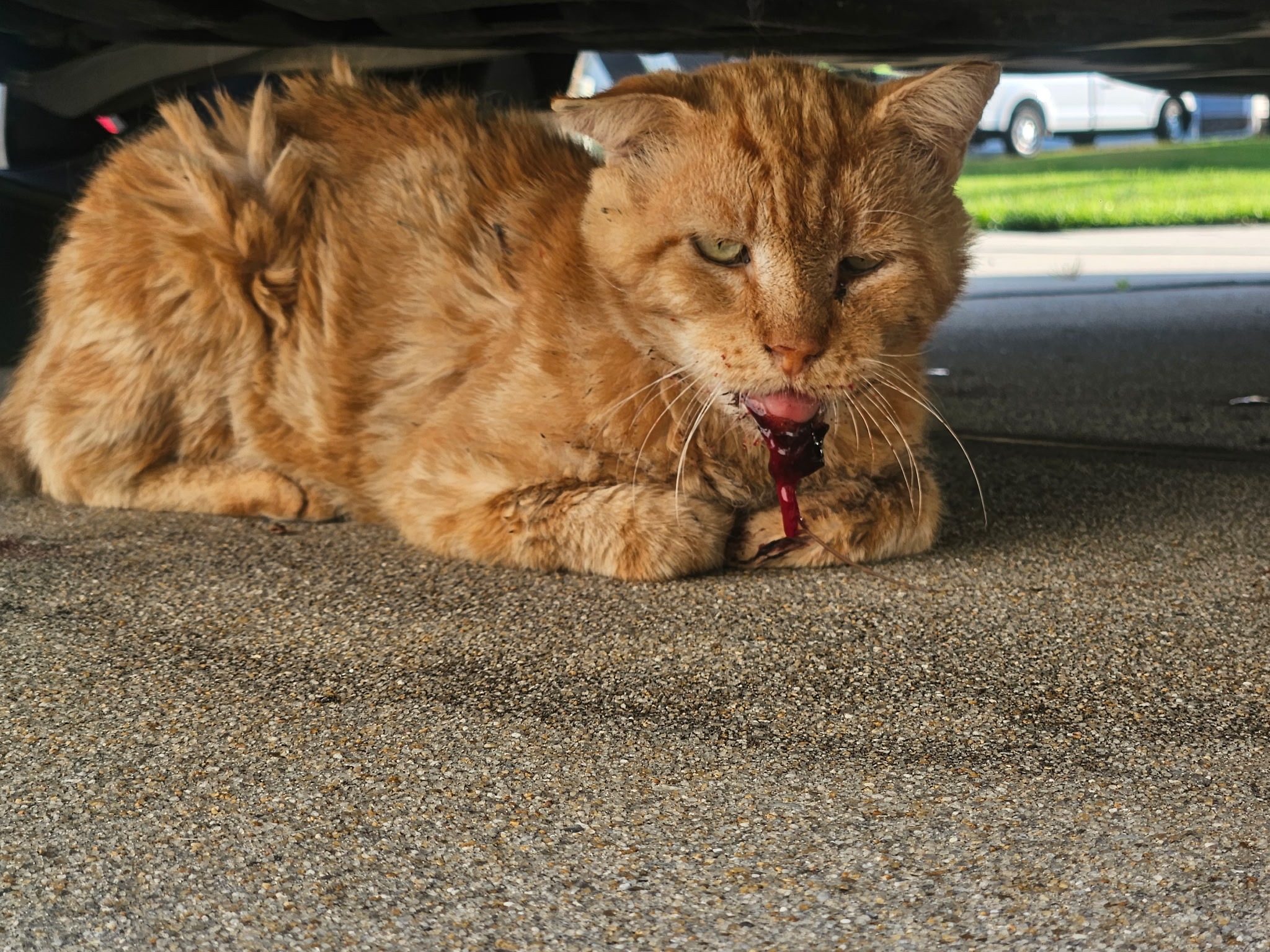 Help Thomas Get His Dental Surgery campaign photo, 2 of 4