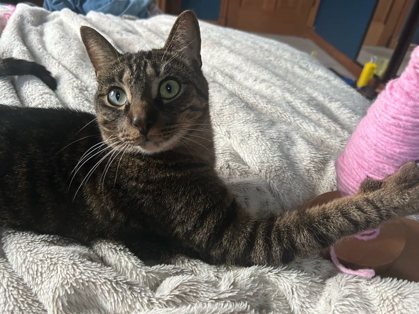 Help Haylee and Her Cats Escape Abuse campaign photo, 7 of 8
