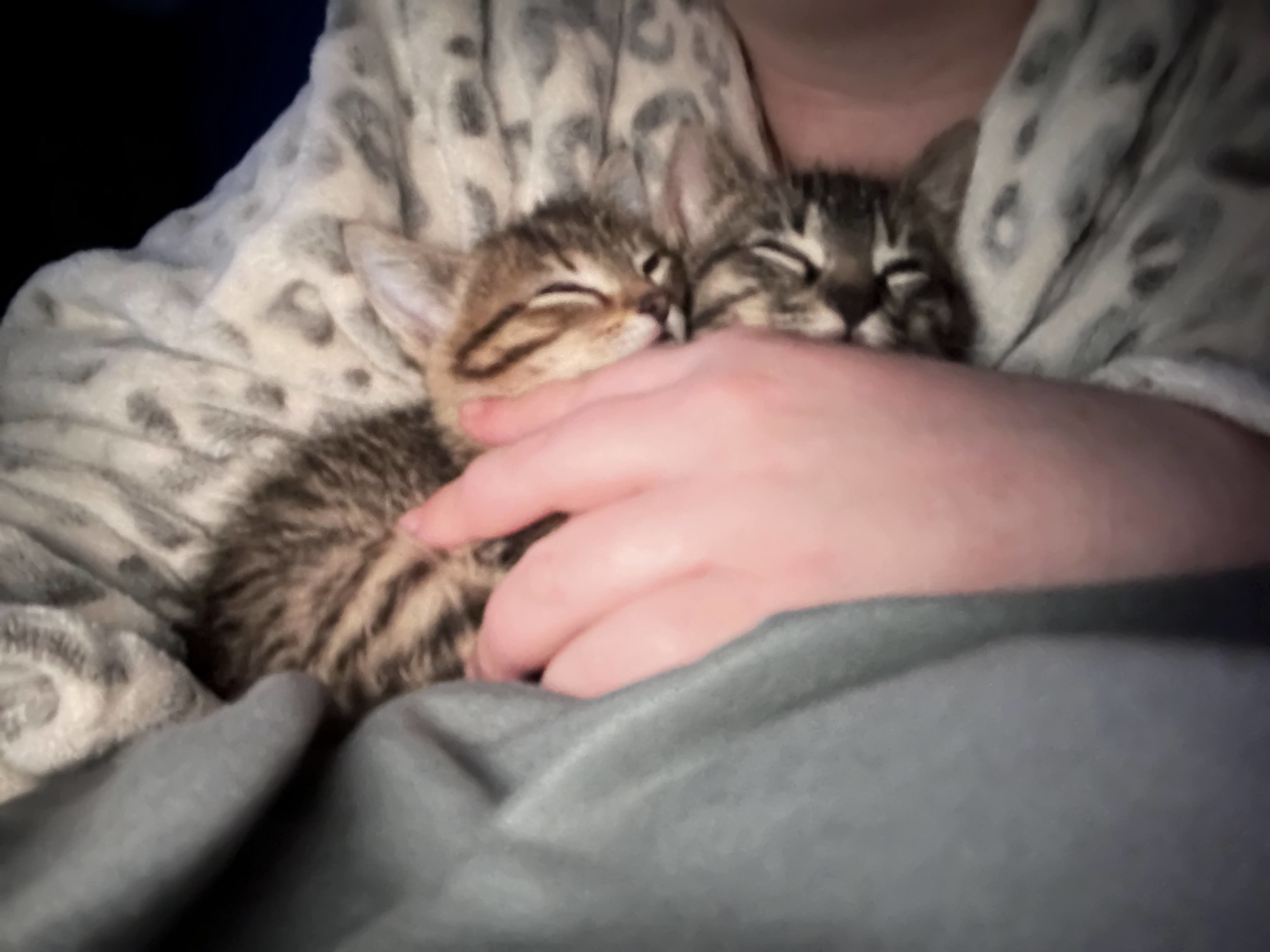 Help Haylee and Her Cats Escape Abuse campaign photo, 2 of 8