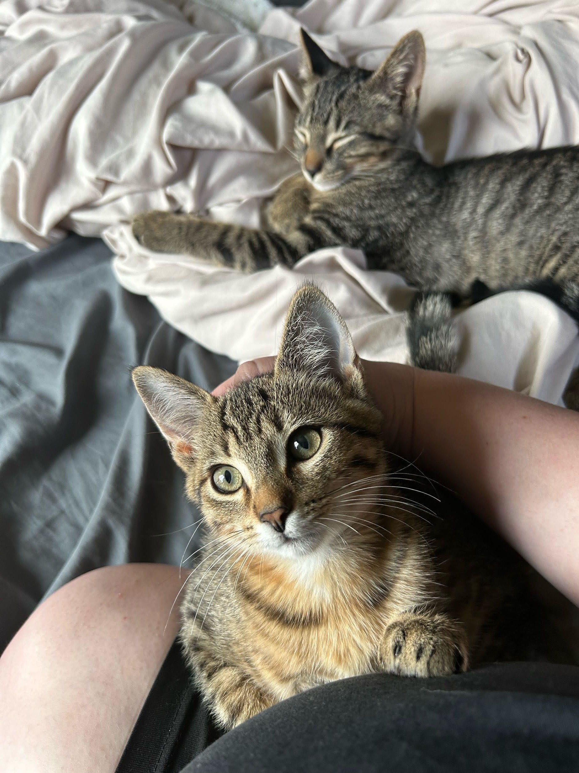 Help Haylee and Her Cats Escape Abuse campaign photo, 4 of 8