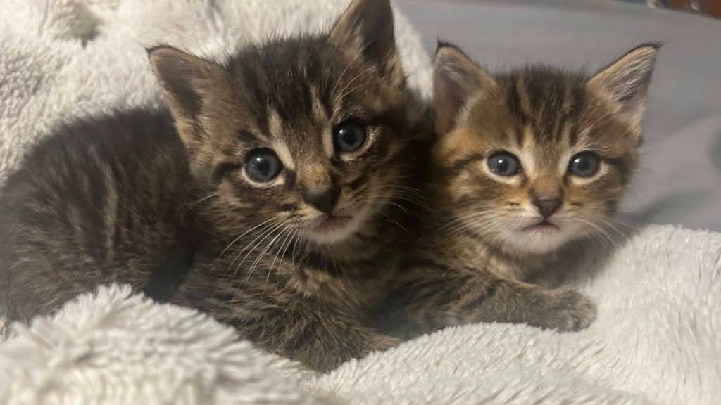 Help Haylee and Her Cats Escape Abuse campaign photo, 5 of 8