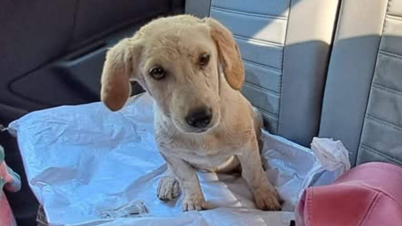 Save little Hope from returning to the forest photo