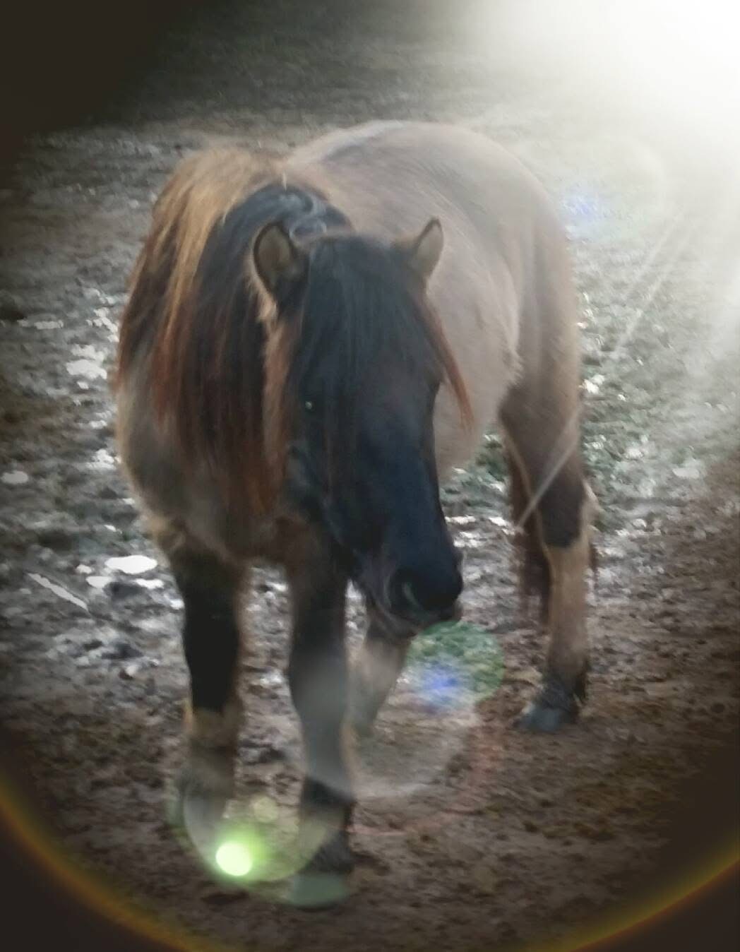 Einäscherung von Shadow campaign photo, 7 of 8