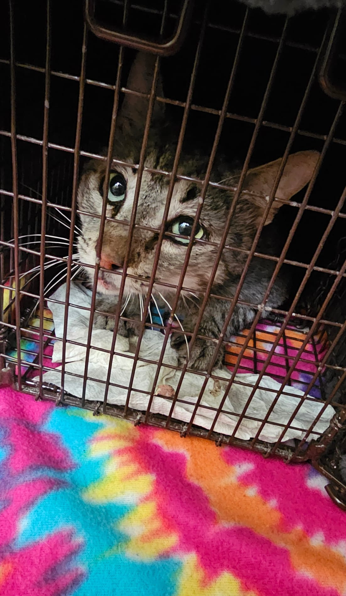 Join Jennika's Mission to Aid Stray Cats campaign photo, 7 of 8