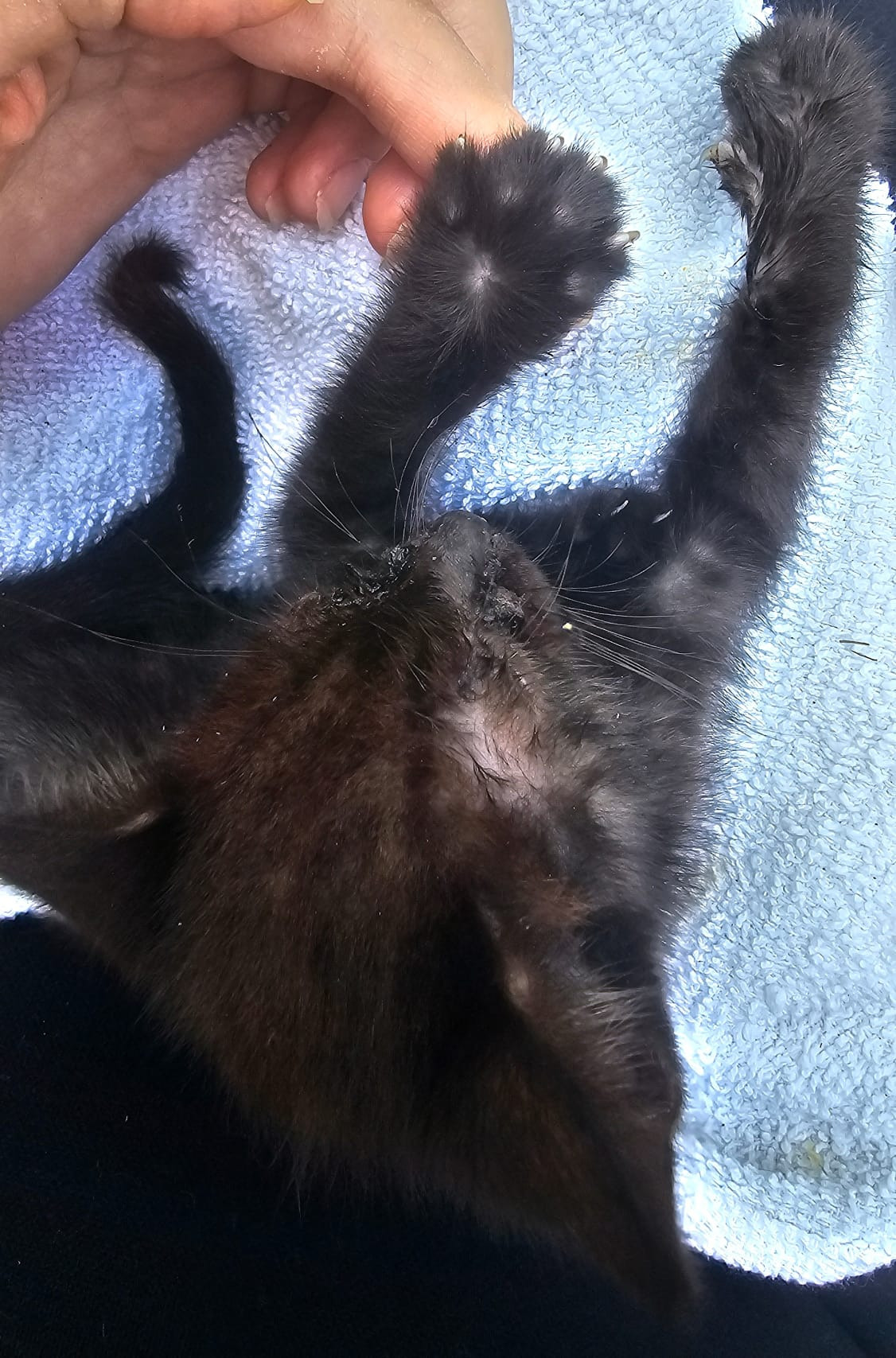 Join Jennika's Mission to Aid Stray Cats campaign photo, 2 of 8