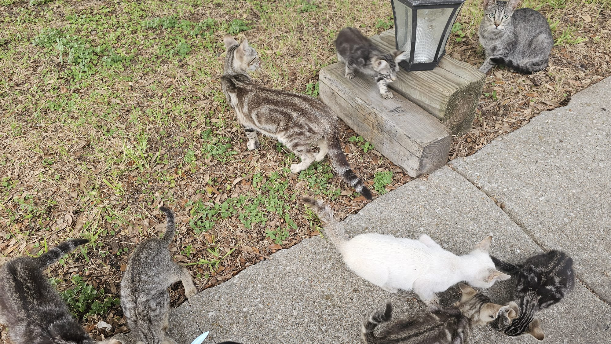 Join Jennika's Mission to Aid Stray Cats campaign photo, 4 of 8