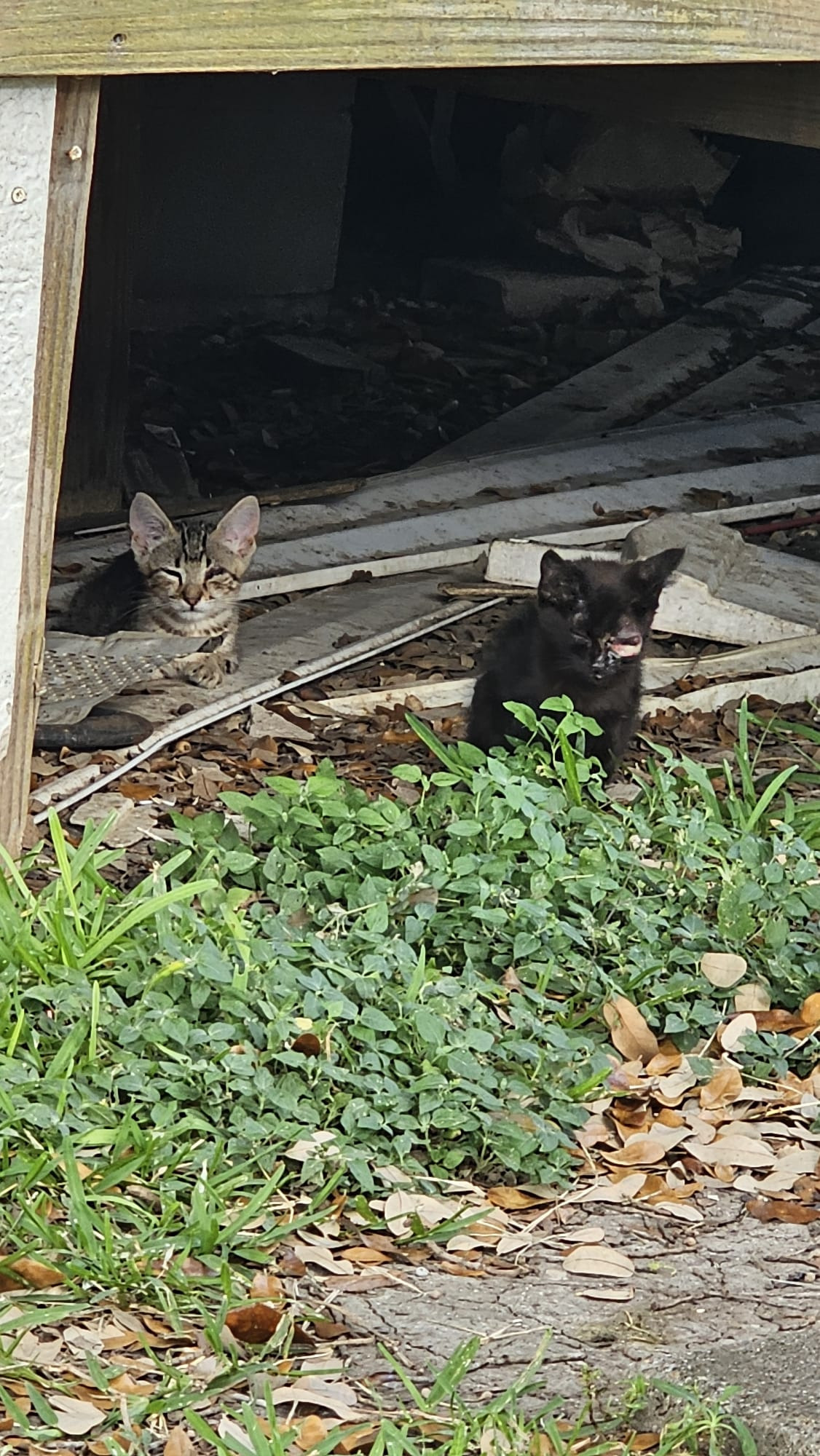 Join Jennika's Mission to Aid Stray Cats campaign photo, 5 of 8