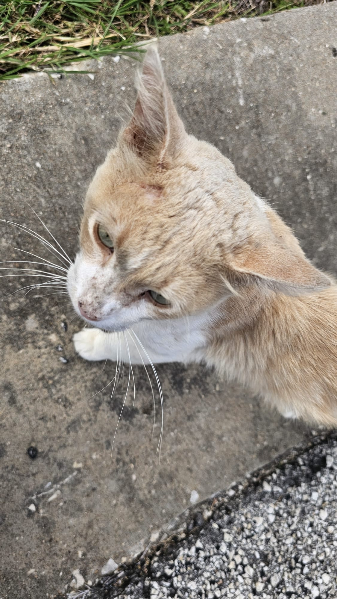 Join Jennika's Mission to Aid Stray Cats campaign photo, 6 of 8