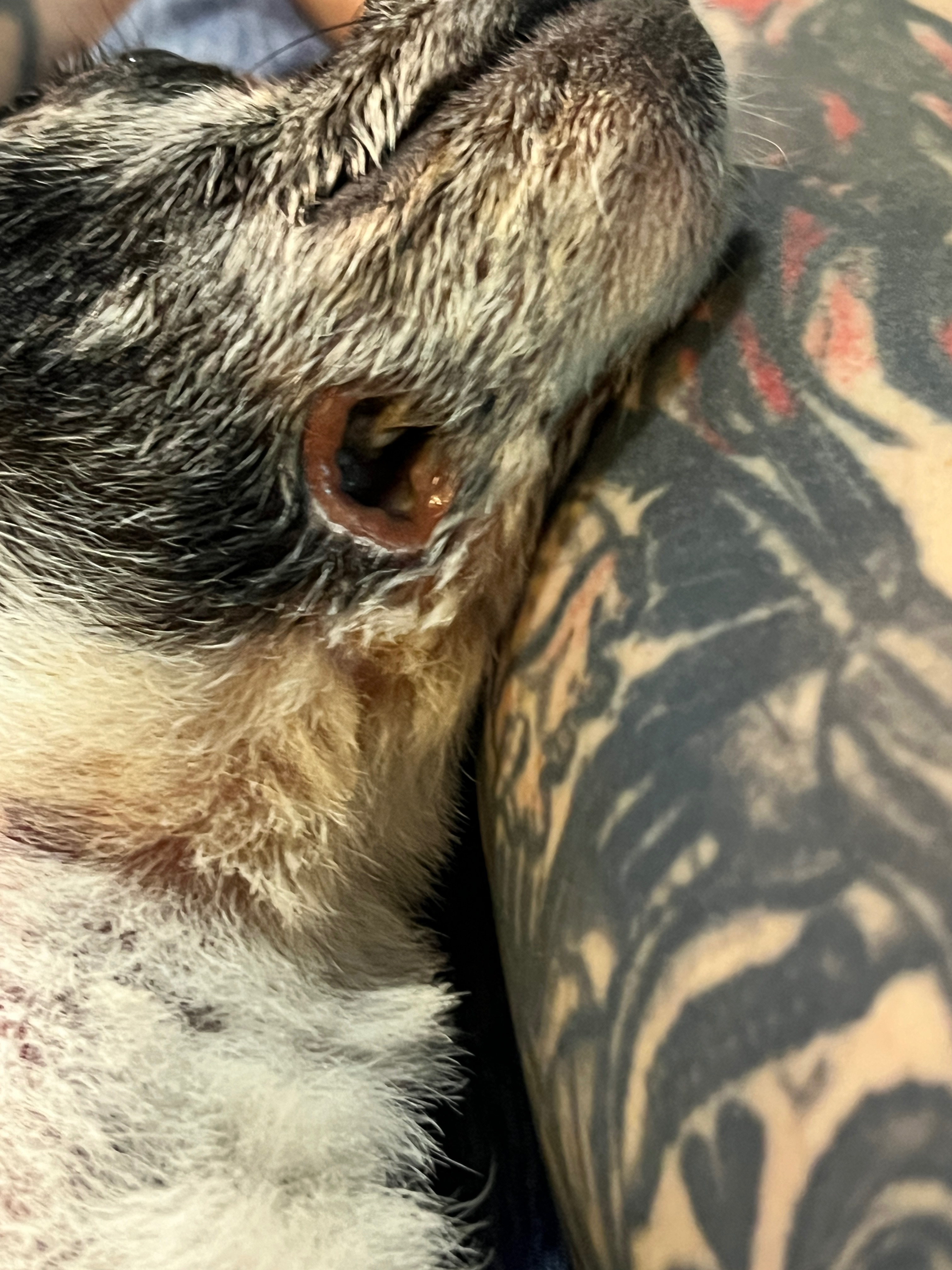 Help Maggie Mae get her jaw repaired  campaign photo, 2 of 8