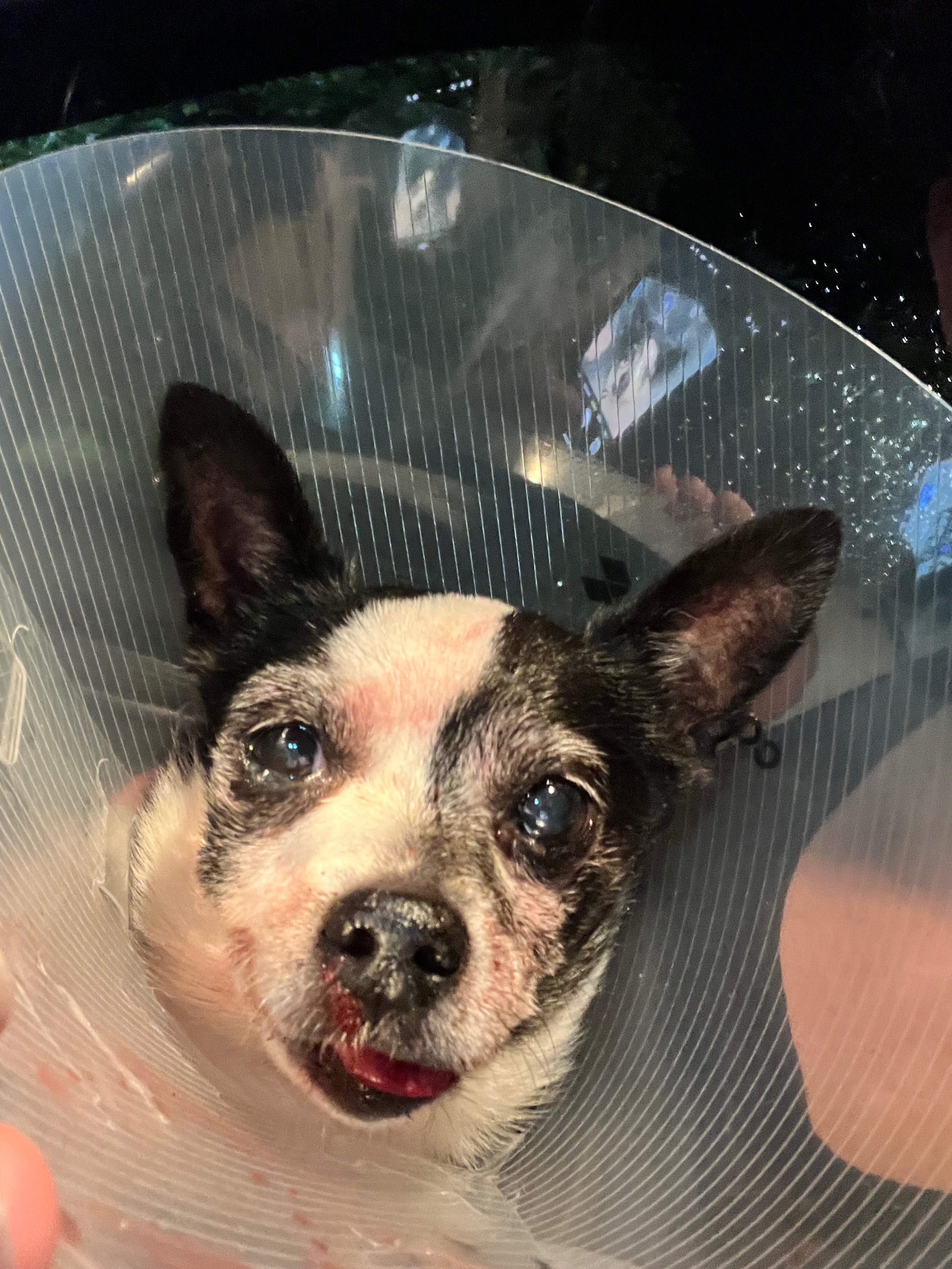 Help Maggie Mae get her jaw repaired  campaign photo, 7 of 8