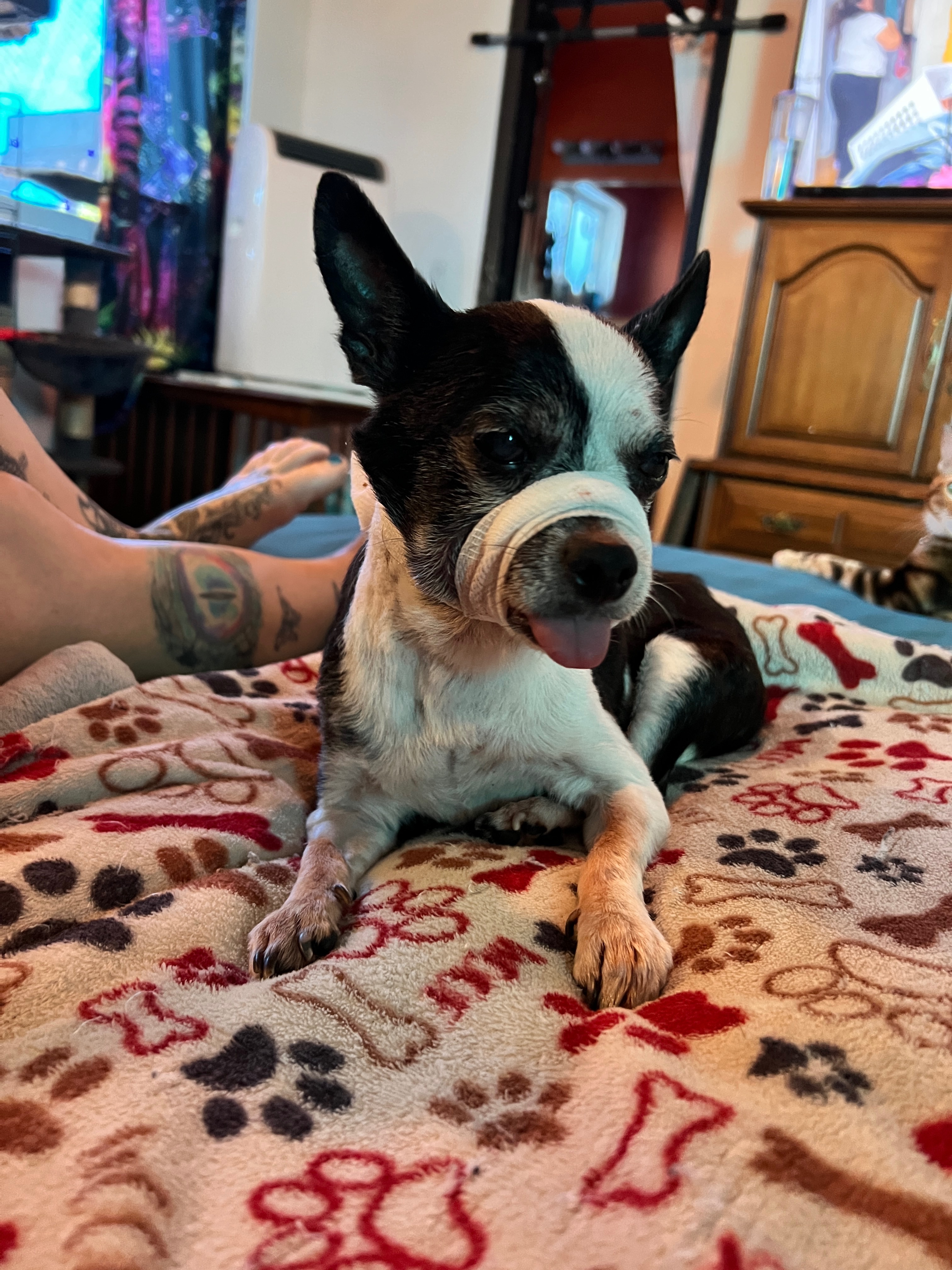 Help Maggie Mae get her jaw repaired  campaign photo, 4 of 8