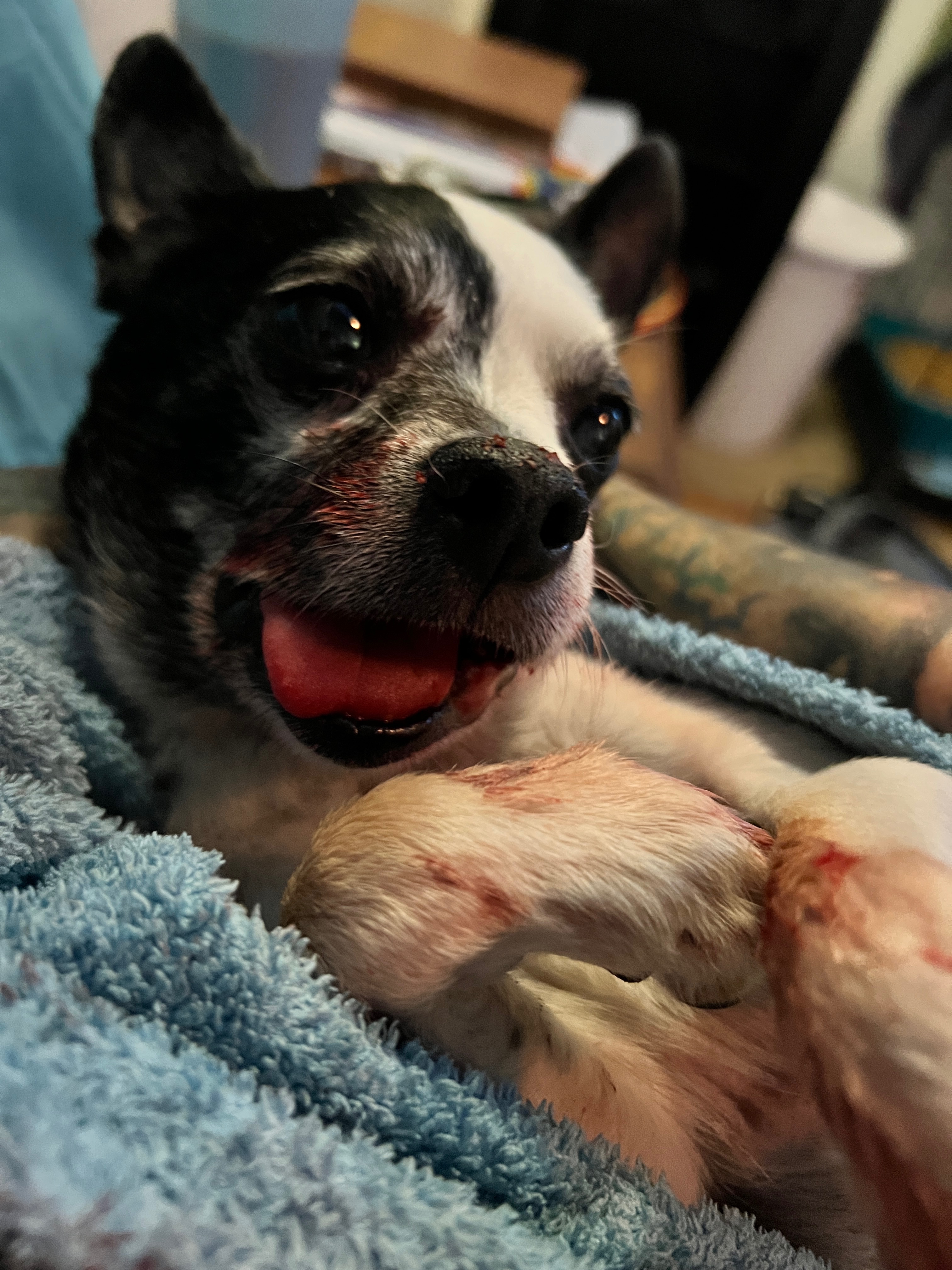 Help Maggie Mae get her jaw repaired  campaign photo, 5 of 8