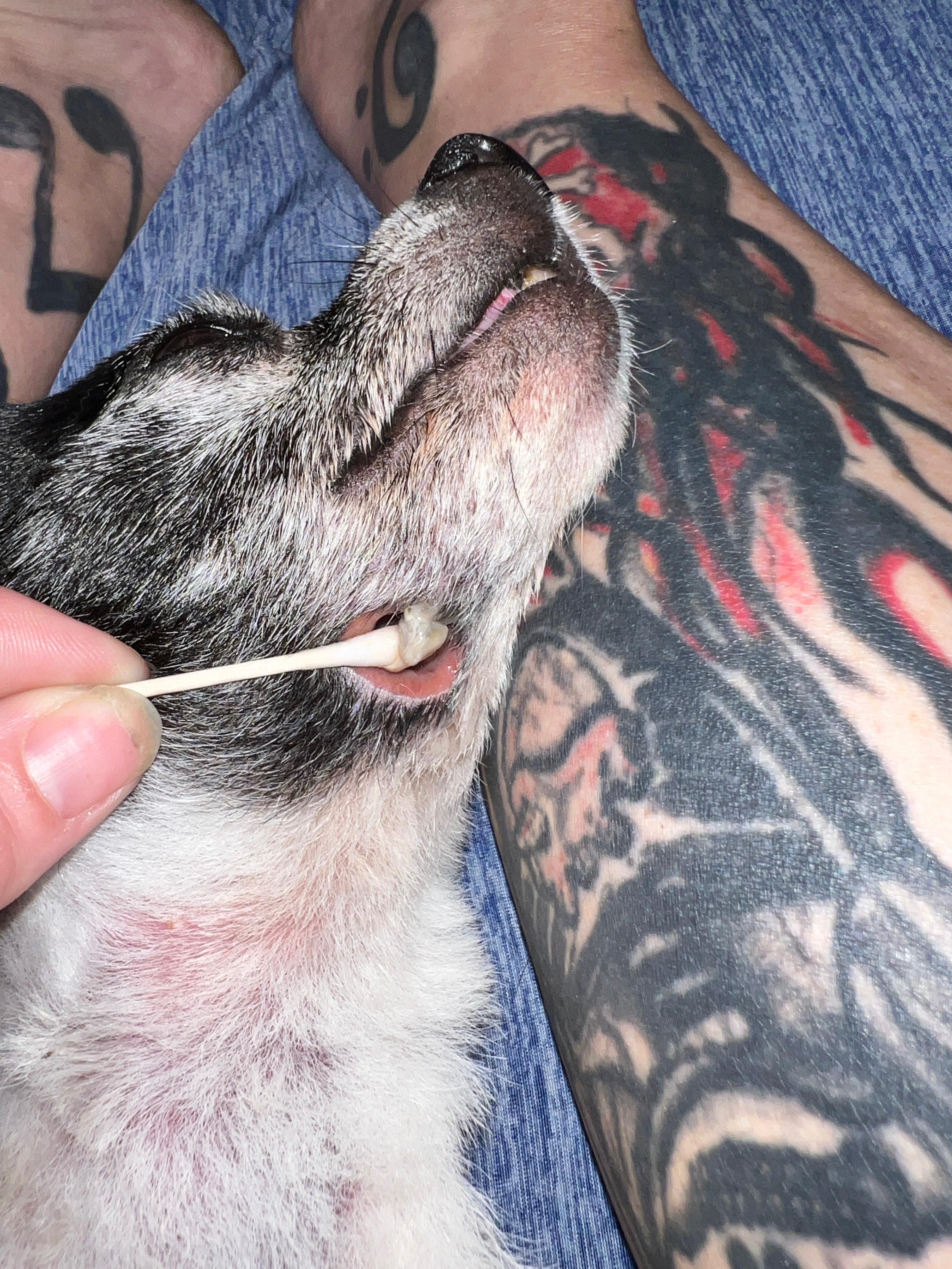 Help Maggie Mae get her jaw repaired  campaign photo, 6 of 8