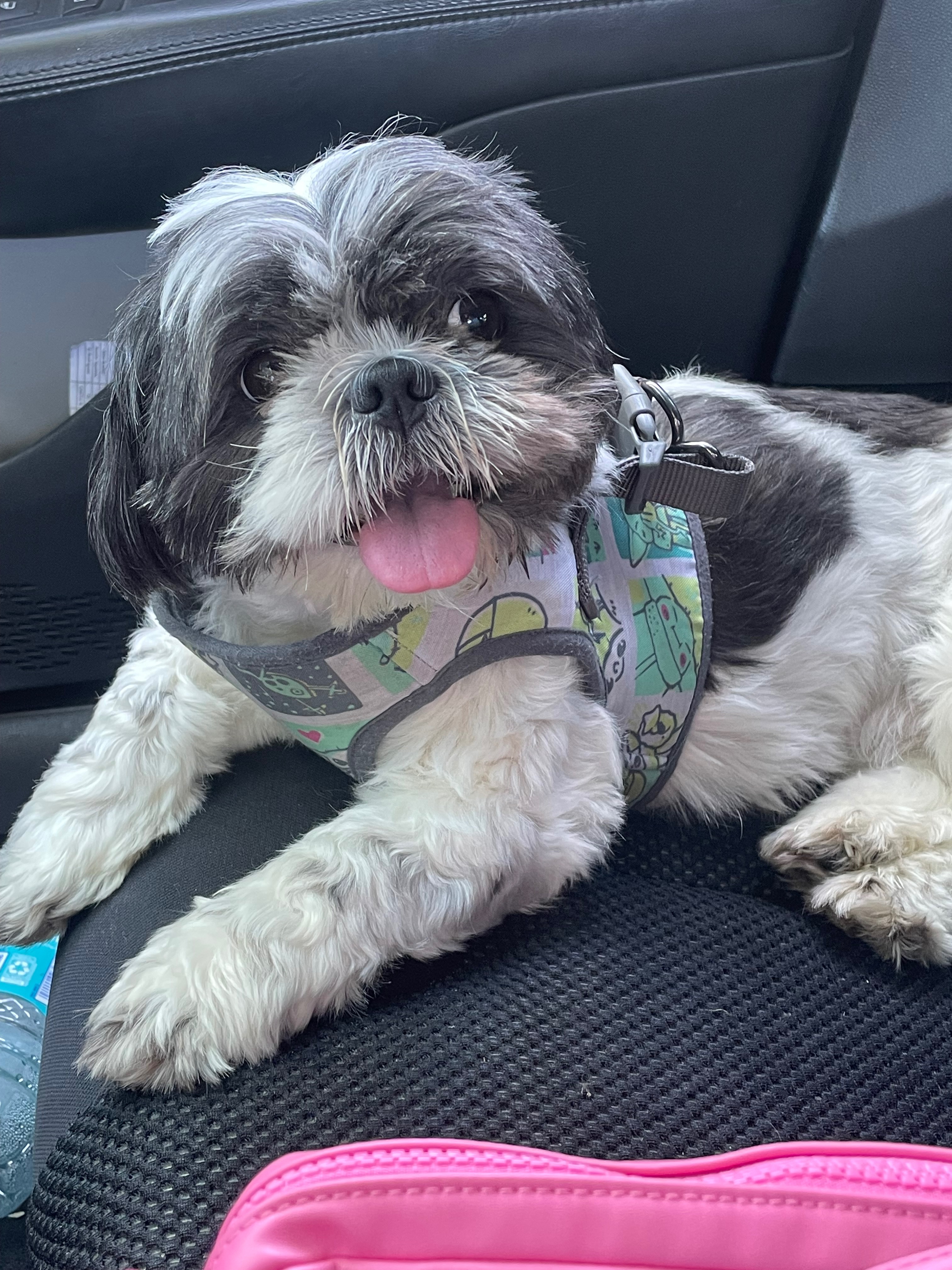 Ladybelle's Medical Emergency: Please help campaign photo, 7 of 8