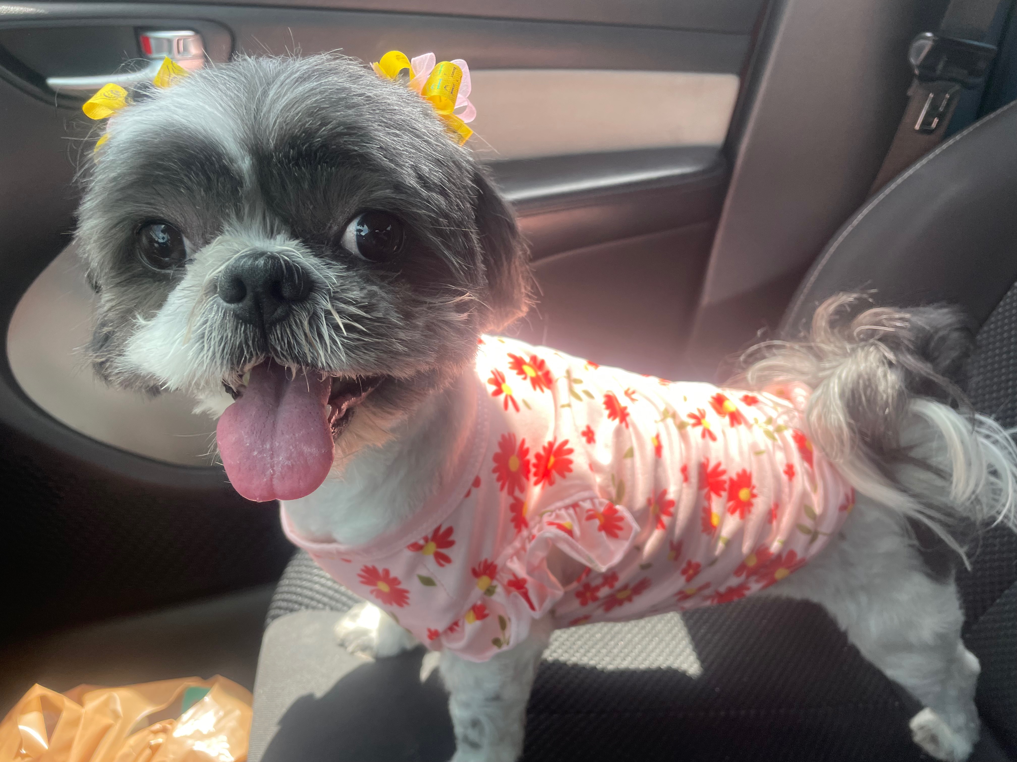 Ladybelle's Medical Emergency: Please help campaign photo, 4 of 8