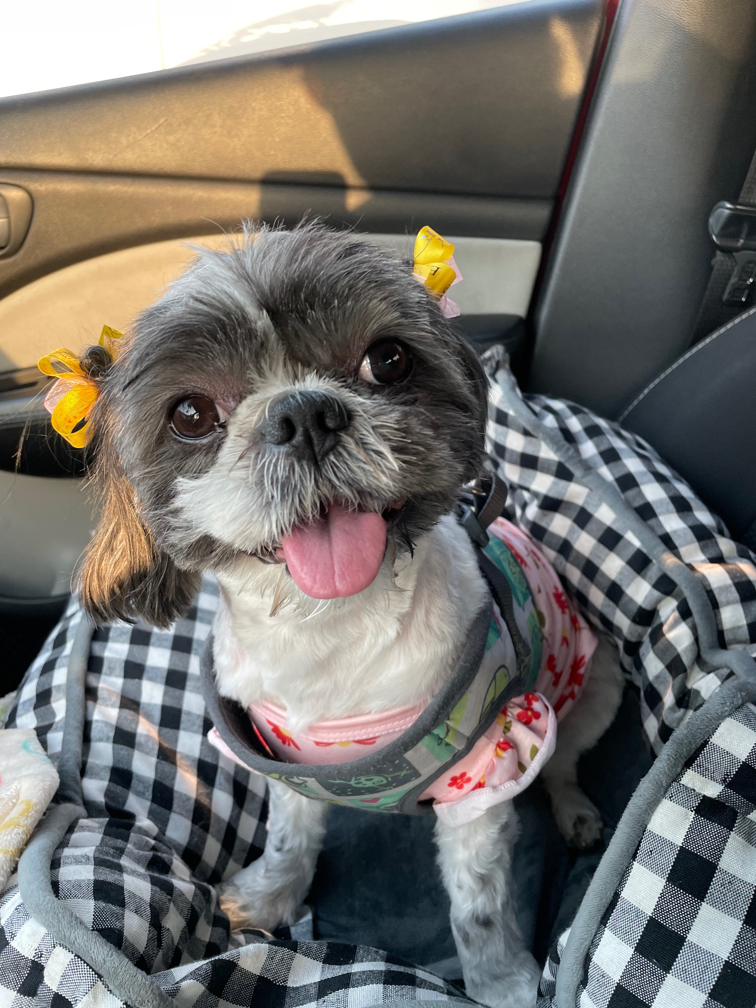 Ladybelle's Medical Emergency: Please help campaign photo, 5 of 8