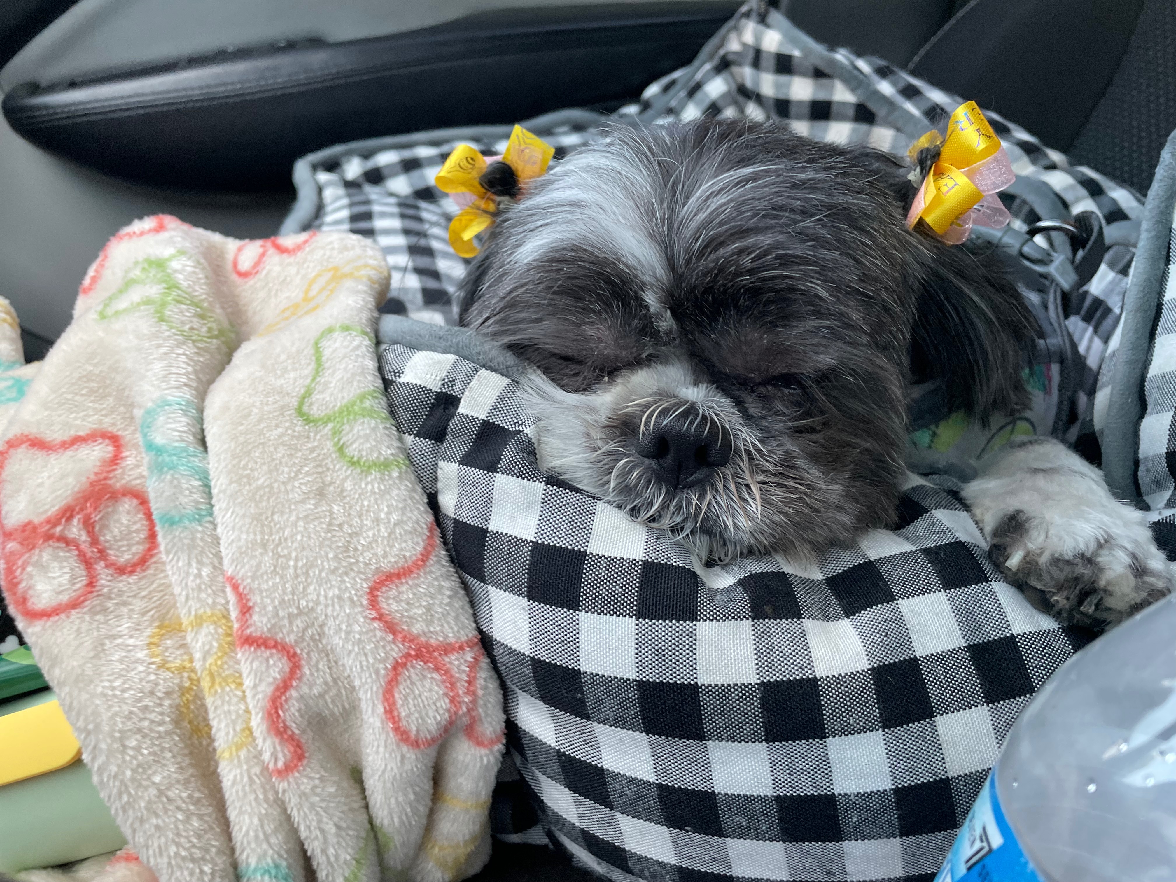 Ladybelle's Medical Emergency: Please help campaign photo, 6 of 8