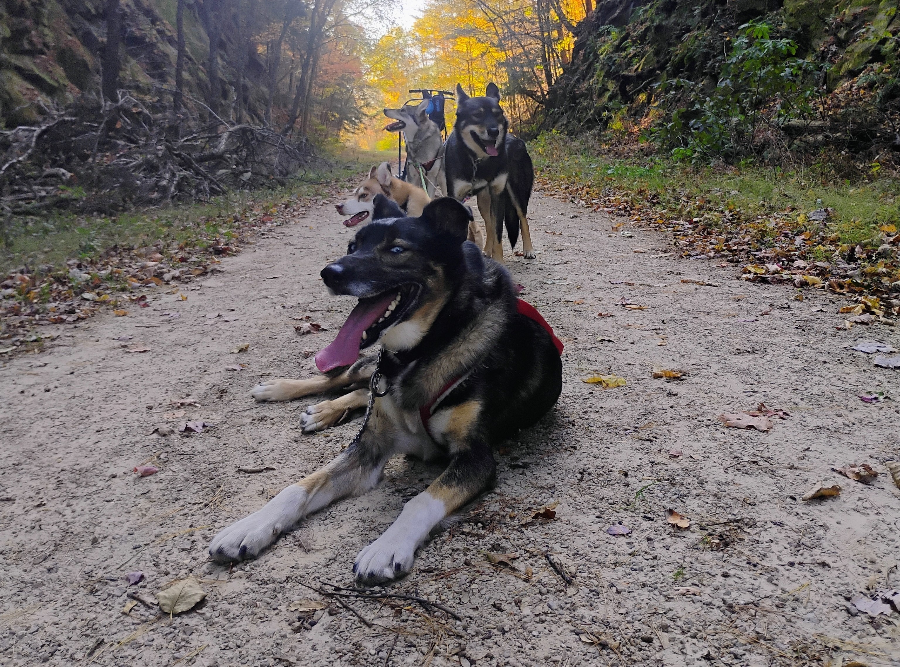 Help Joe and His Rescue Dogs Race in Alaska campaign photo, 4 of 5